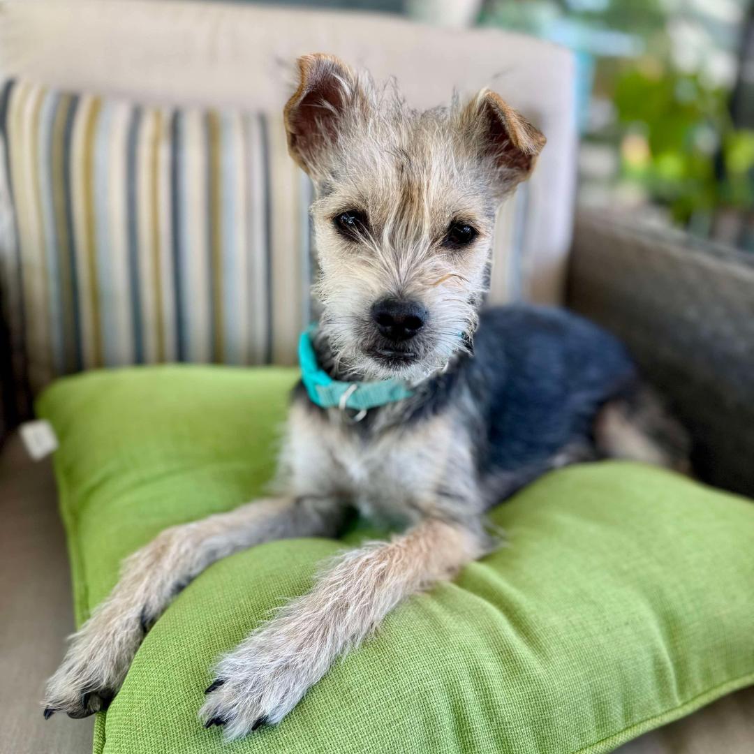 Enlarge ARES, a Adoptable mixed breed in Morgan Hill, CA image 3/6