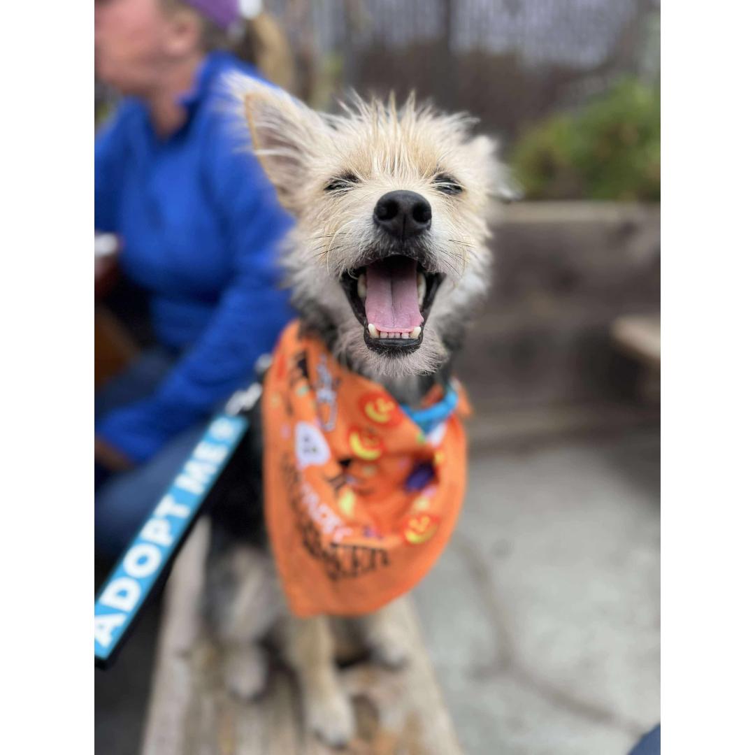 ARES, Adoptable, Puppy Male Chihuahua.