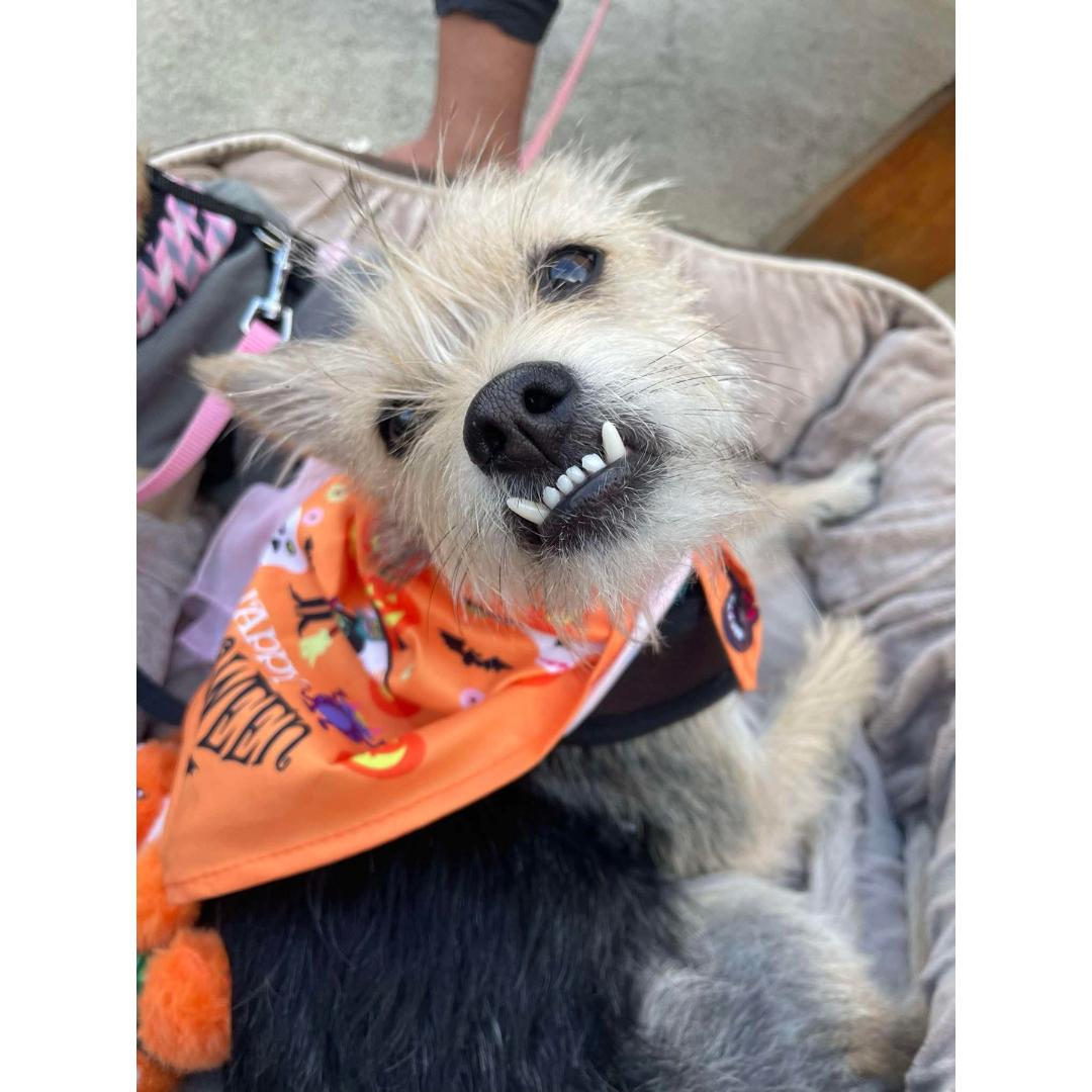 Enlarge ARES, a Adoptable mixed breed in Morgan Hill, CA image 2/6