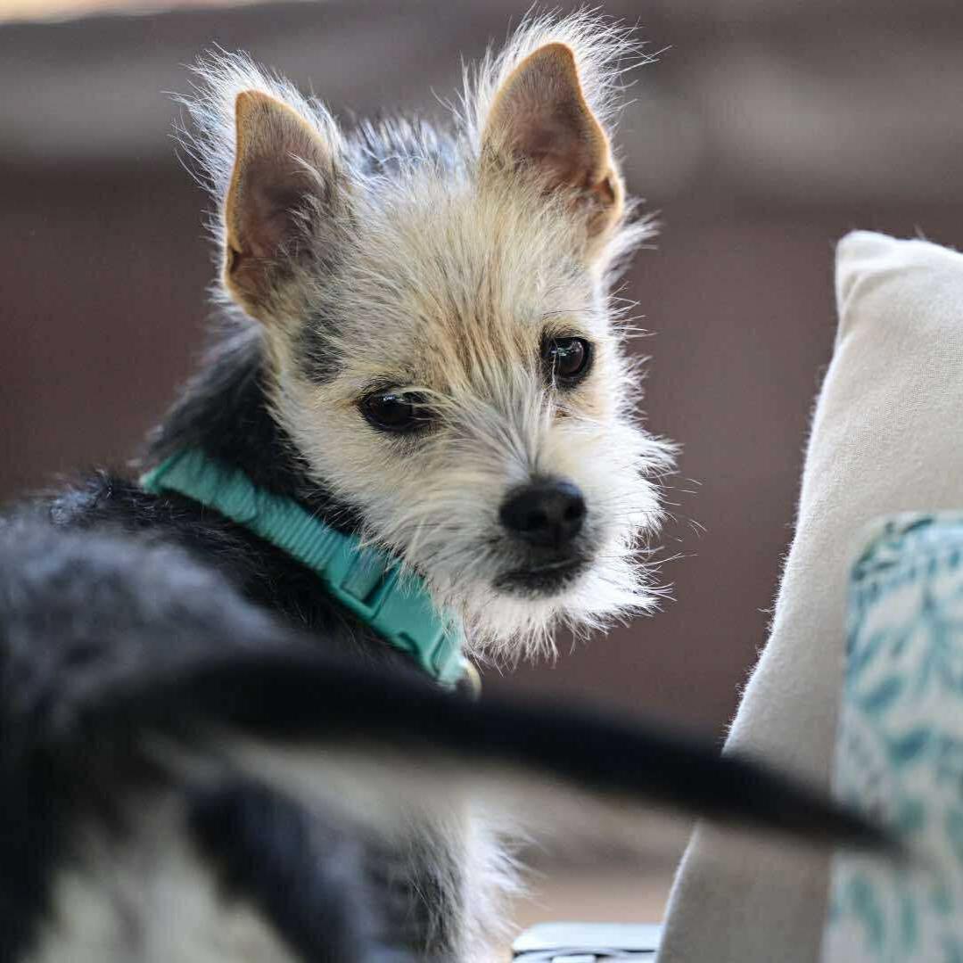 Enlarge ARES, a Adoptable mixed breed in Morgan Hill, CA image 4/6