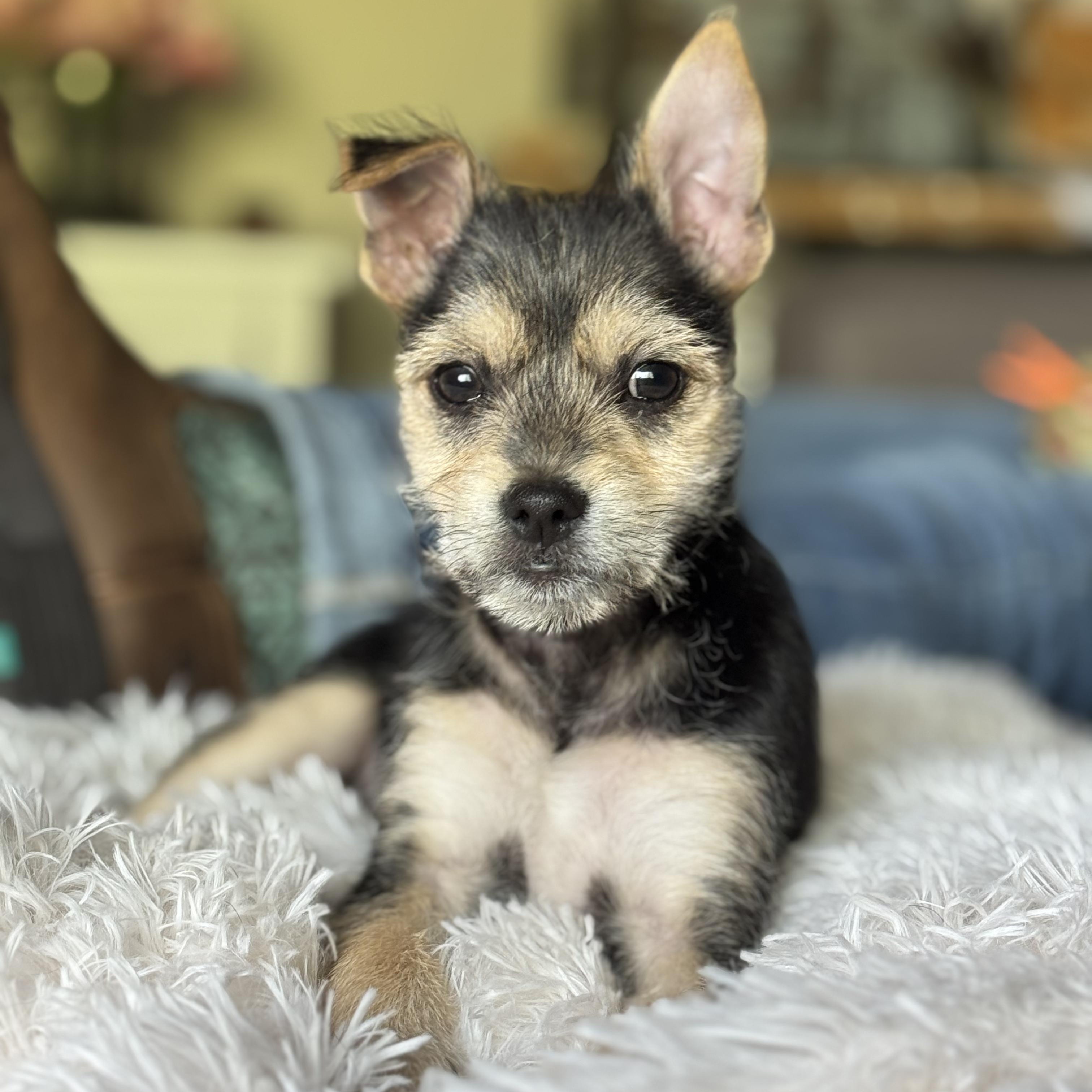 ARES, Baby Male Chihuahua