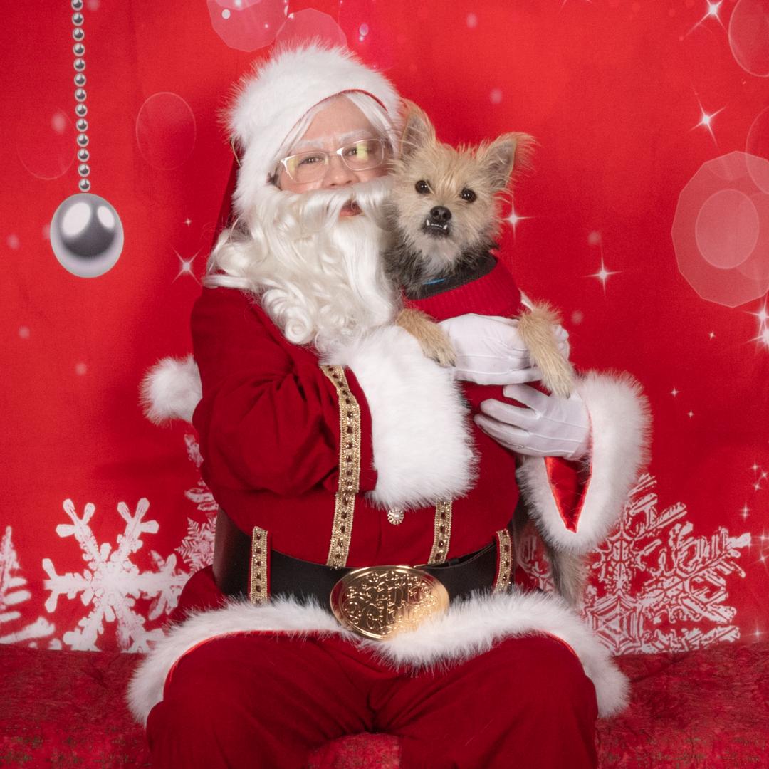 Enlarge ARES, a Adoptable mixed breed in Morgan Hill, CA image 1/6