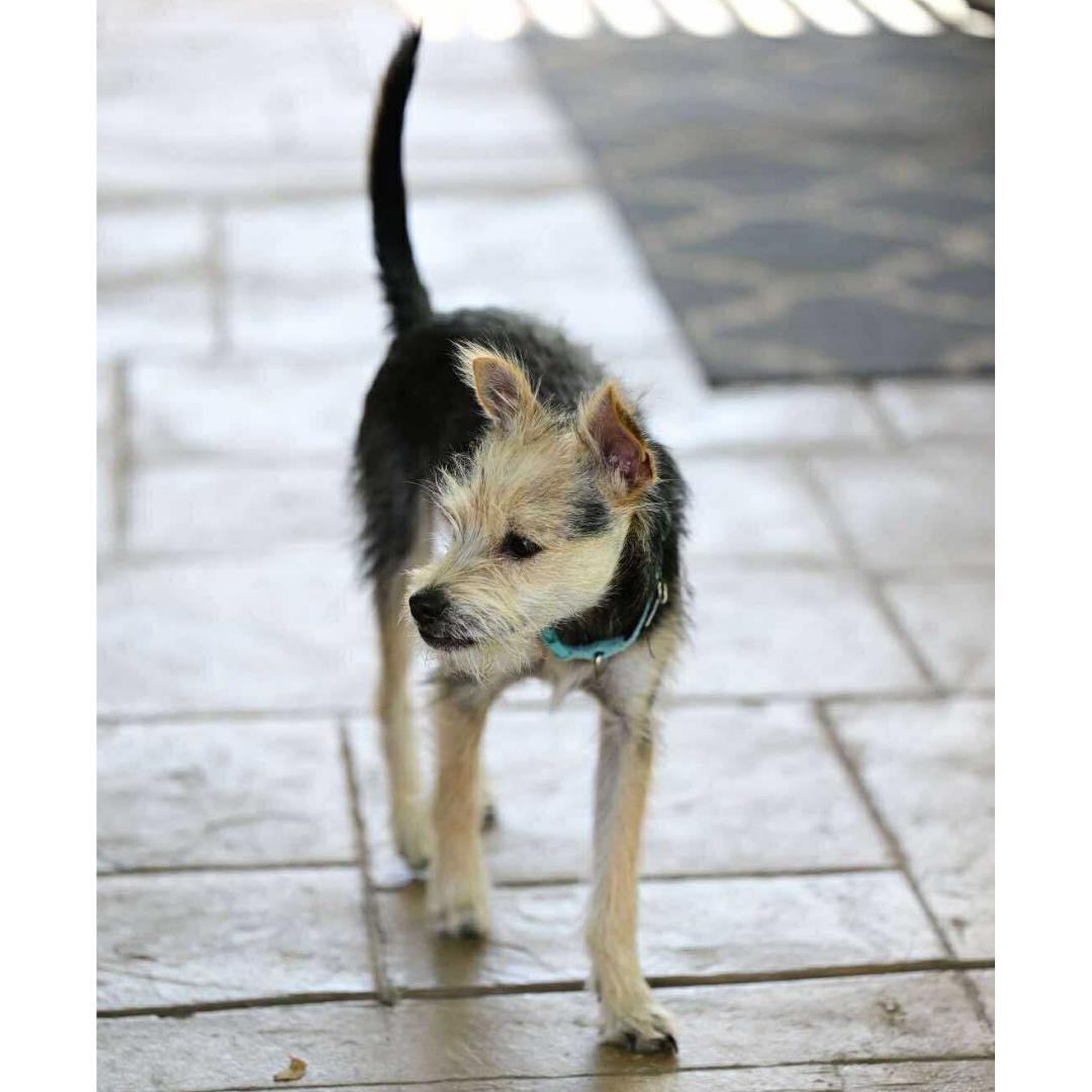 Enlarge ARES, a Adoptable mixed breed in Morgan Hill, CA image 6/6