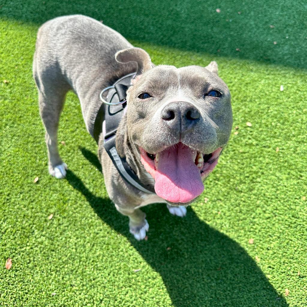 Enlarge Bernie, a Adoptable Pit Bull Terrier in Plano, TX image 1/6