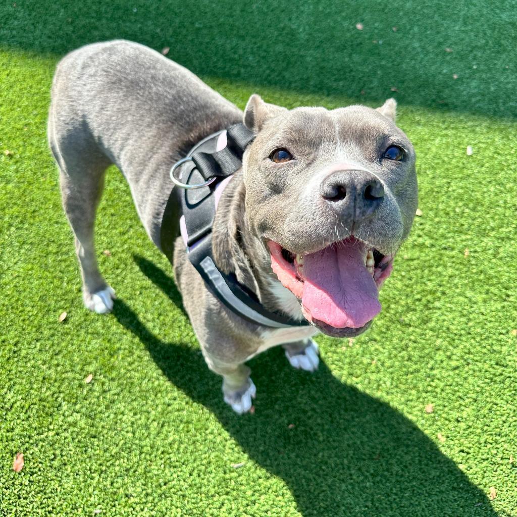 Enlarge Bernie, a Adoptable Pit Bull Terrier in Plano, TX image 2/6