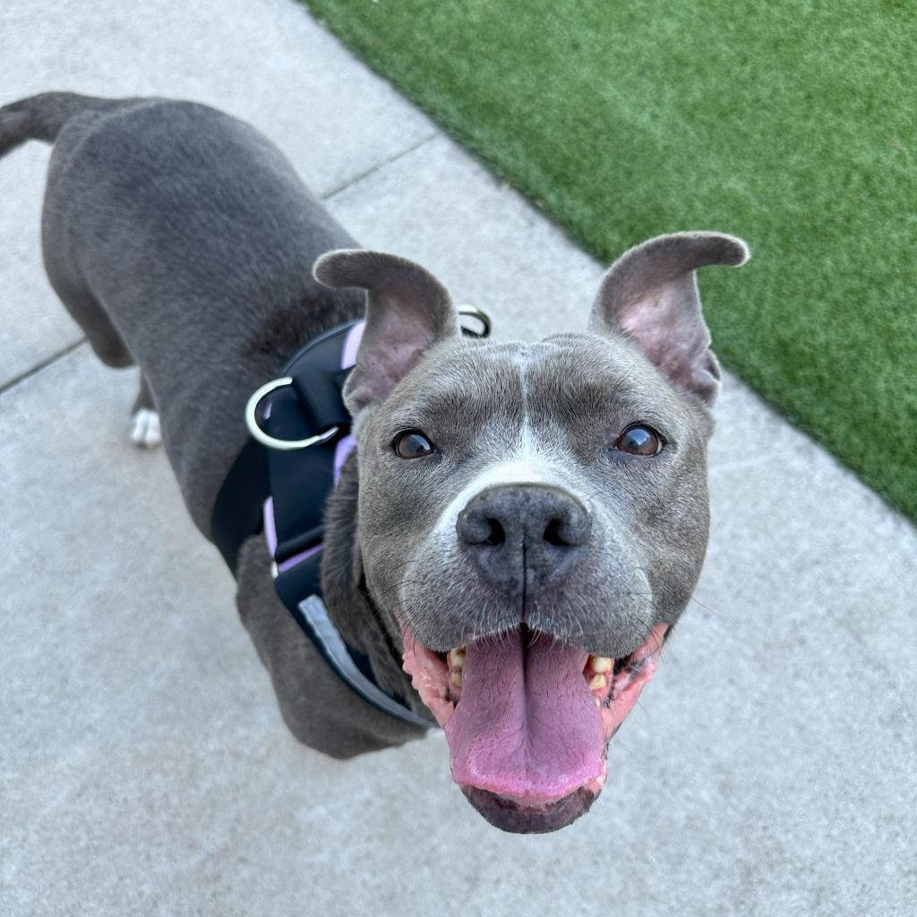 Enlarge Bernie, a Adoptable Pit Bull Terrier in Plano, TX image 3/6