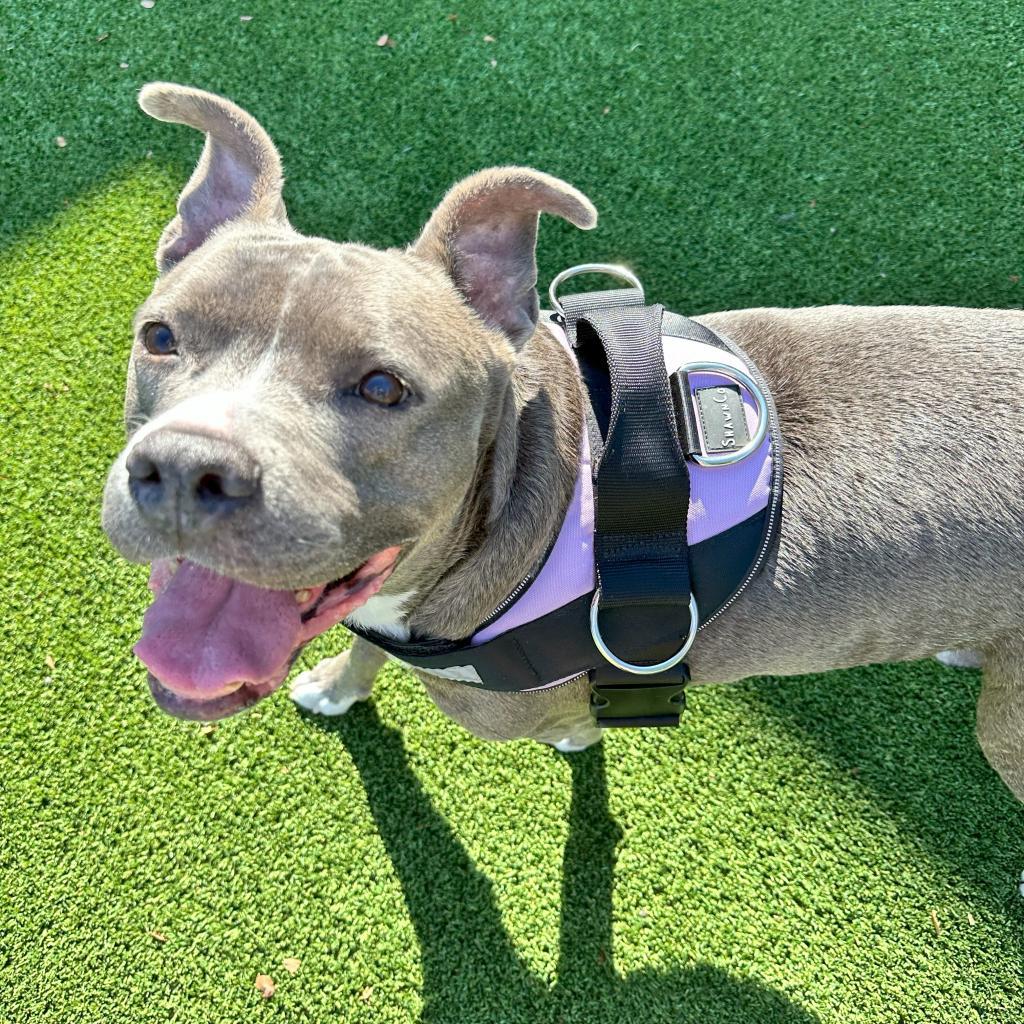 Enlarge Bernie, a Adoptable Pit Bull Terrier in Plano, TX image 4/6