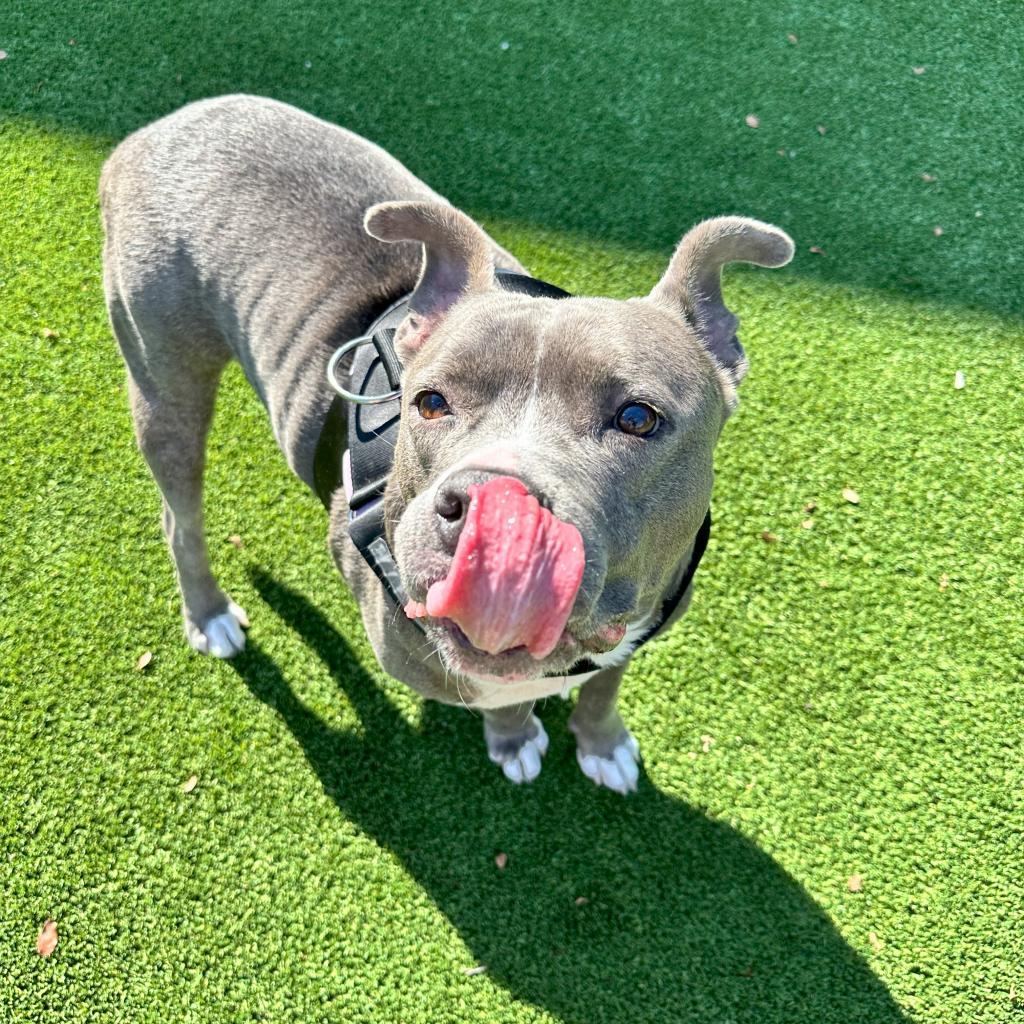 Enlarge Bernie, a Adoptable Pit Bull Terrier in Plano, TX image 5/6