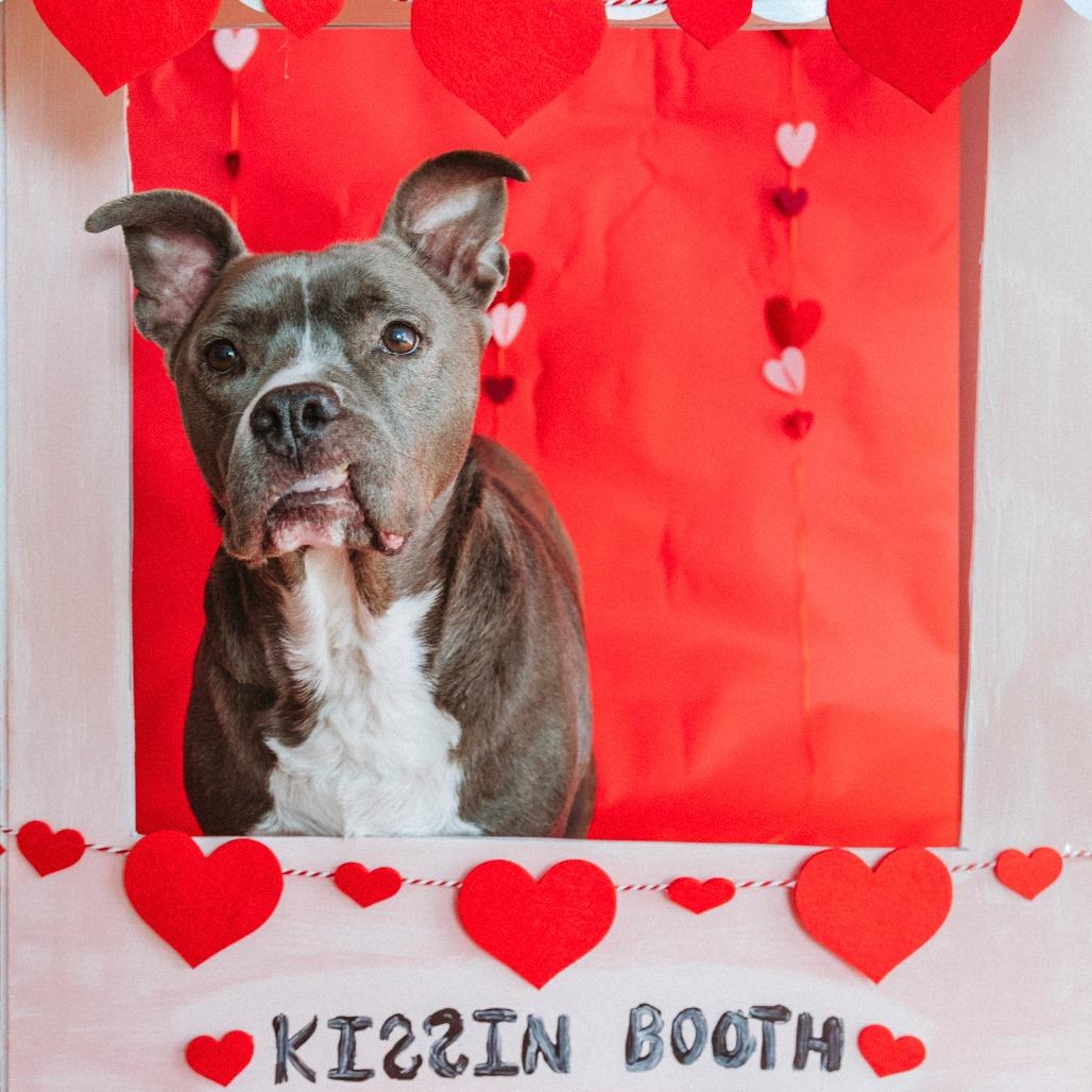 Enlarge Bernie, a Adoptable Pit Bull Terrier in Plano, TX image 5/6