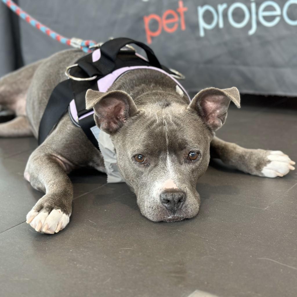 Enlarge Bernie, a Adoptable Pit Bull Terrier in Plano, TX image 6/6