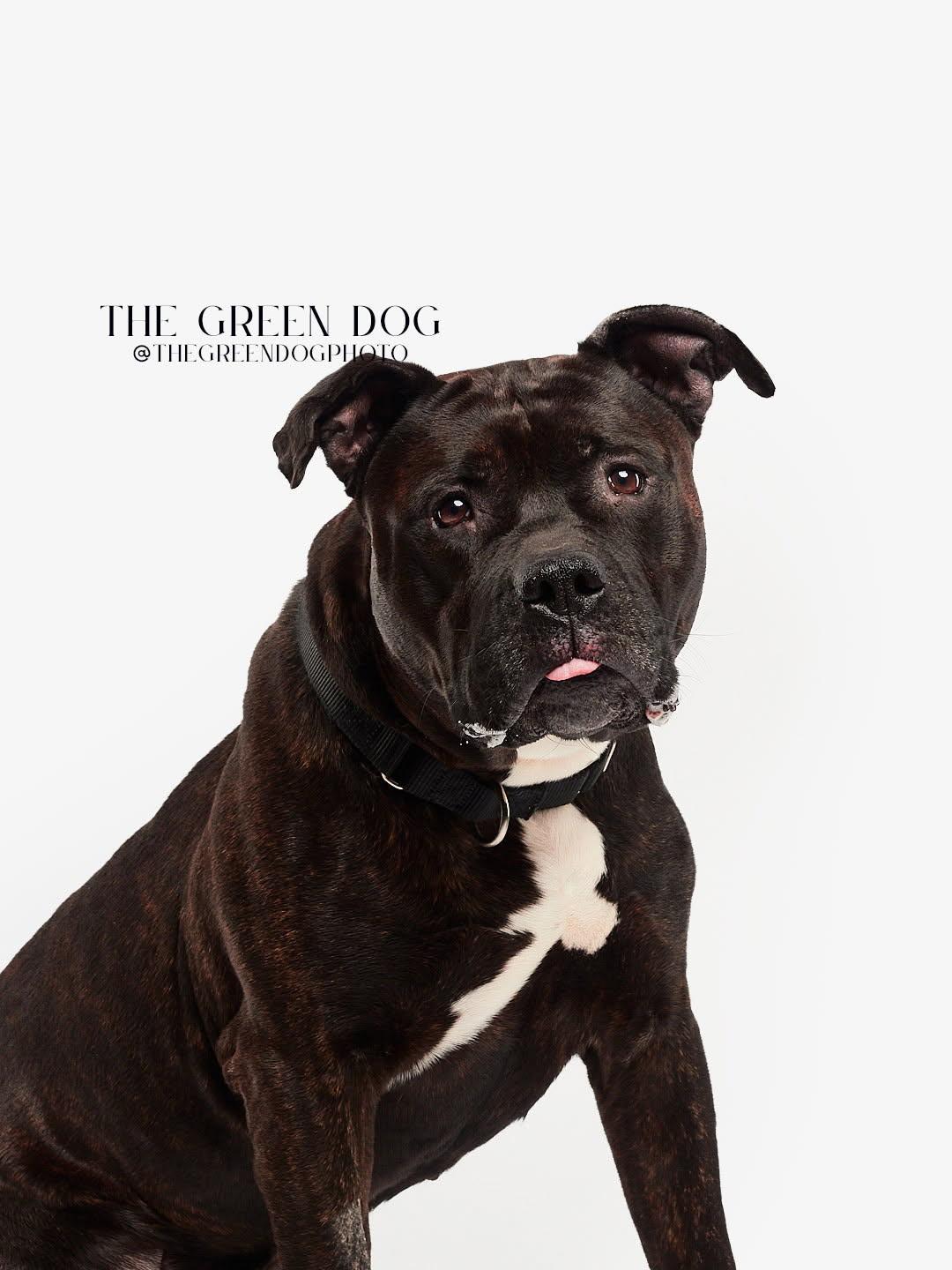 Enlarge Capone, a Adoptable Pit Bull Terrier in Lincoln Park, NJ image 3/6