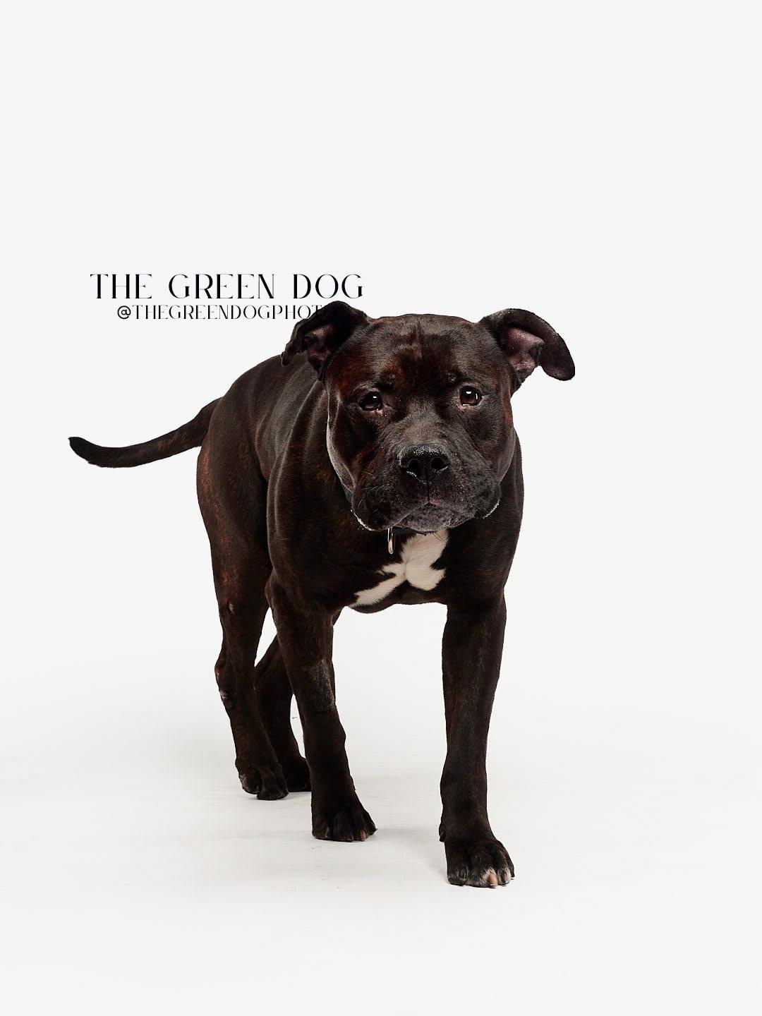 Enlarge Capone, a Adoptable Pit Bull Terrier in Lincoln Park, NJ image 4/6