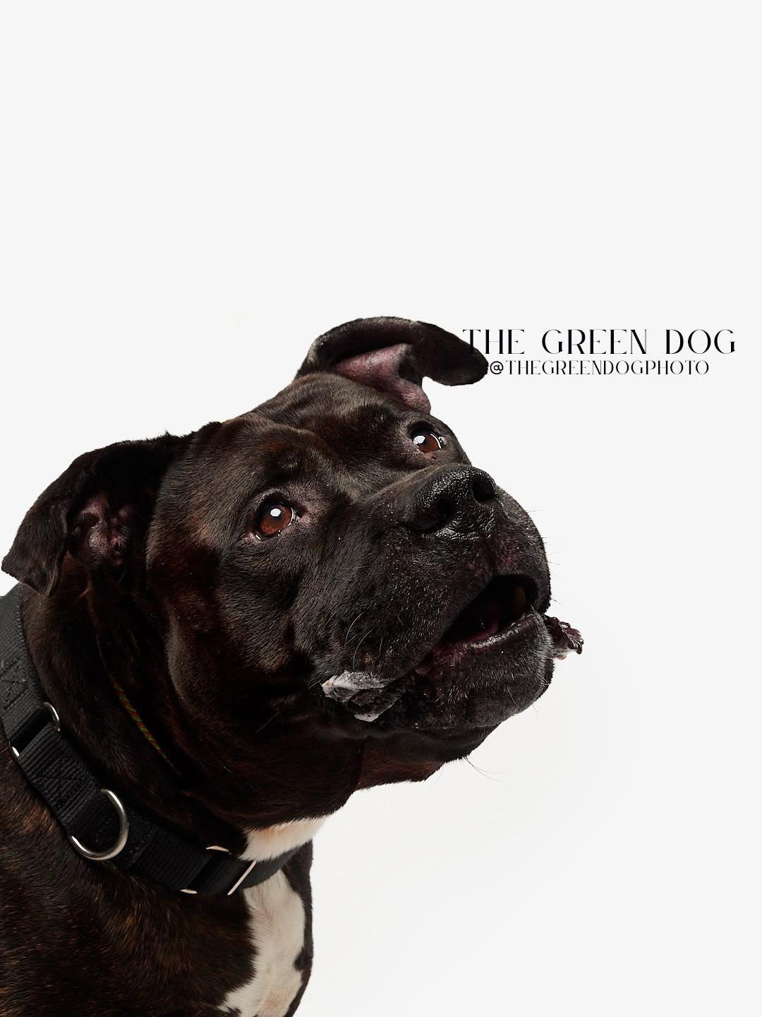 Enlarge Capone, a Adoptable Pit Bull Terrier in Lincoln Park, NJ image 6/6