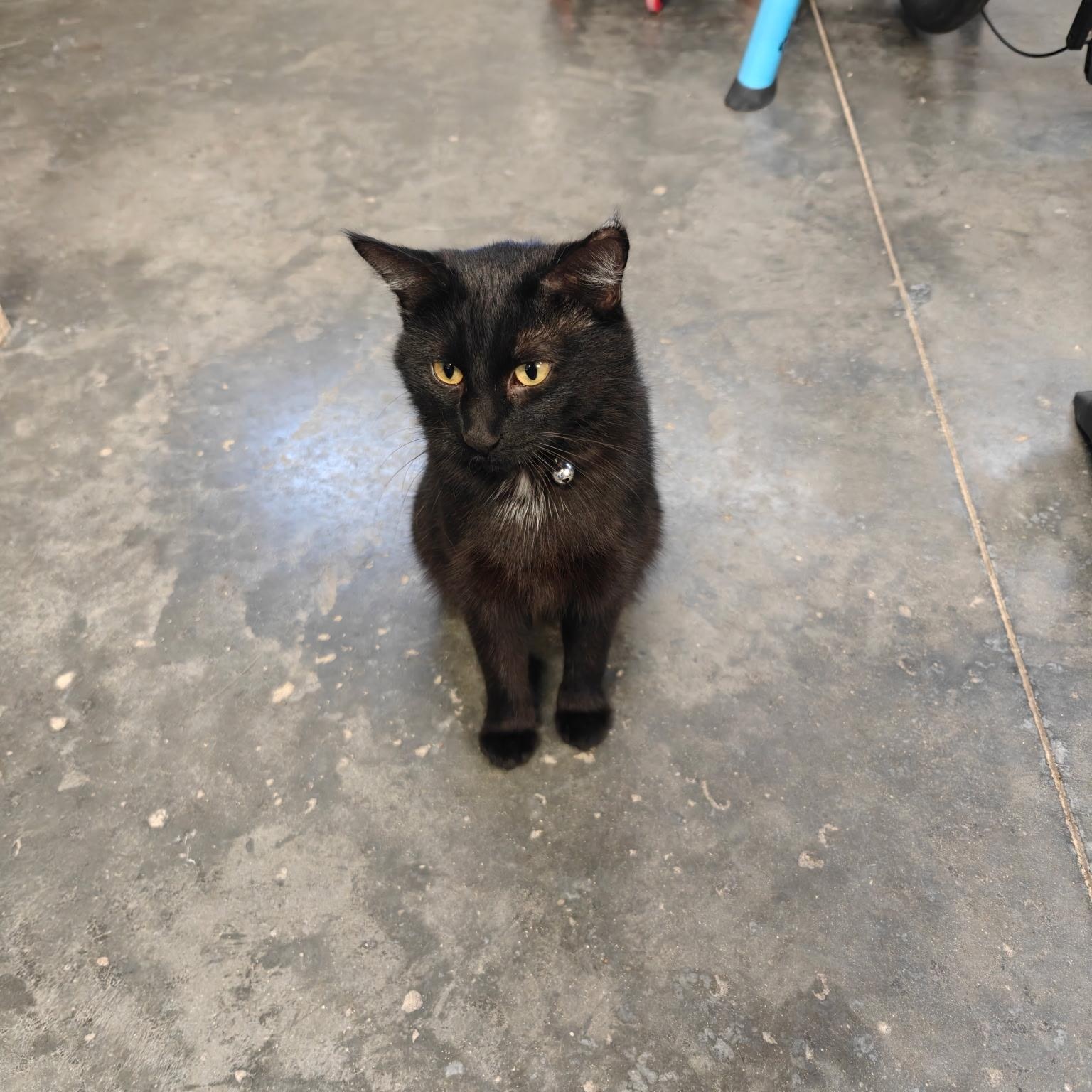 Enlarge Morgan, a Adoptable Domestic Short Hair in Boone, IA image 3/3