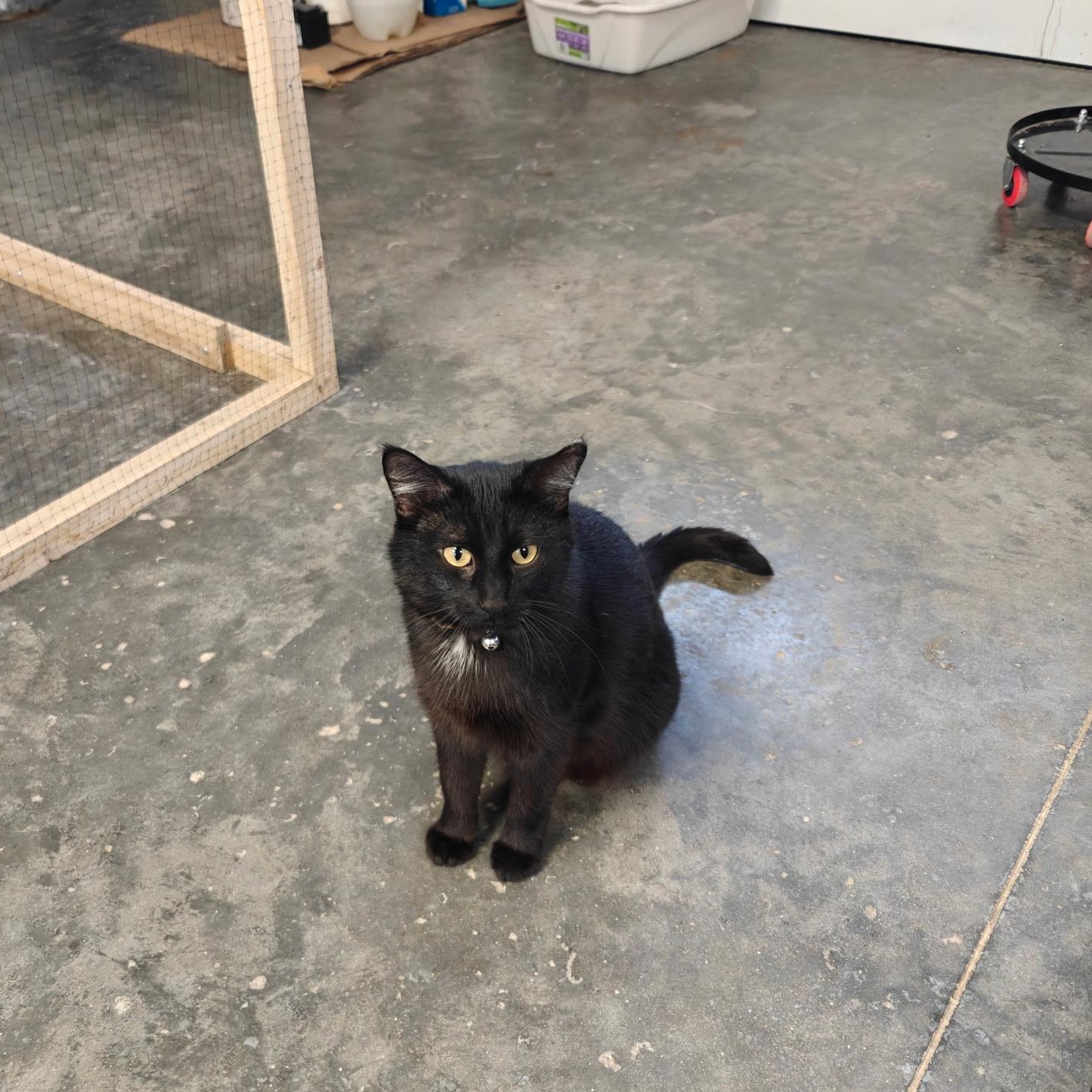 Enlarge Morgan, a Adoptable Domestic Short Hair in Boone, IA image 1/3