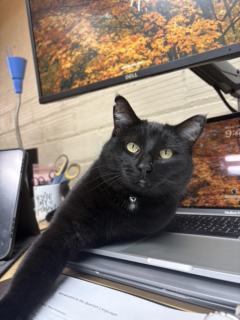 Enlarge Morgan, a Adoptable Domestic Short Hair in Boone, IA image 3/6