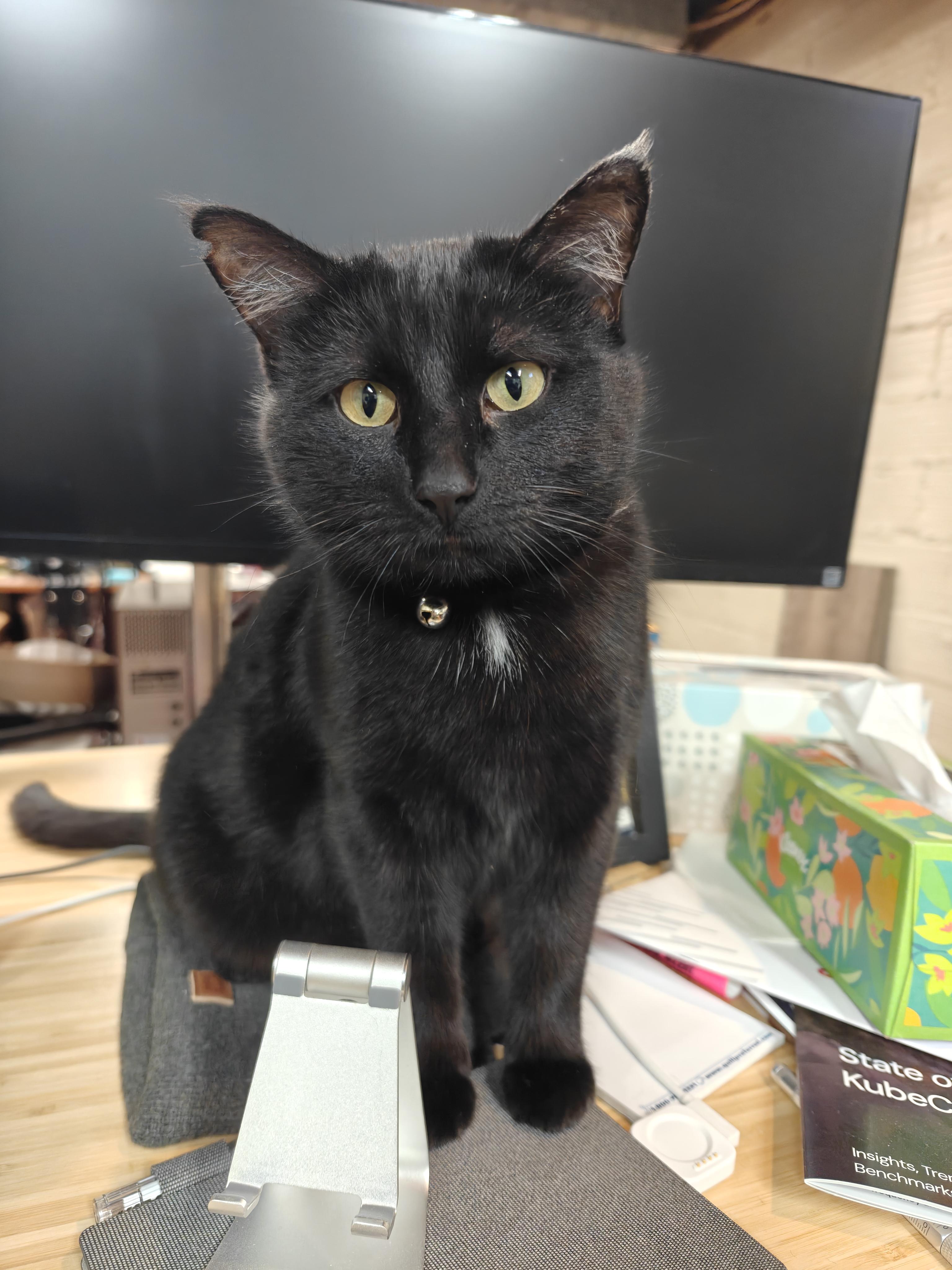 Morgan, Adoptable, Young Female Domestic Short Hair.