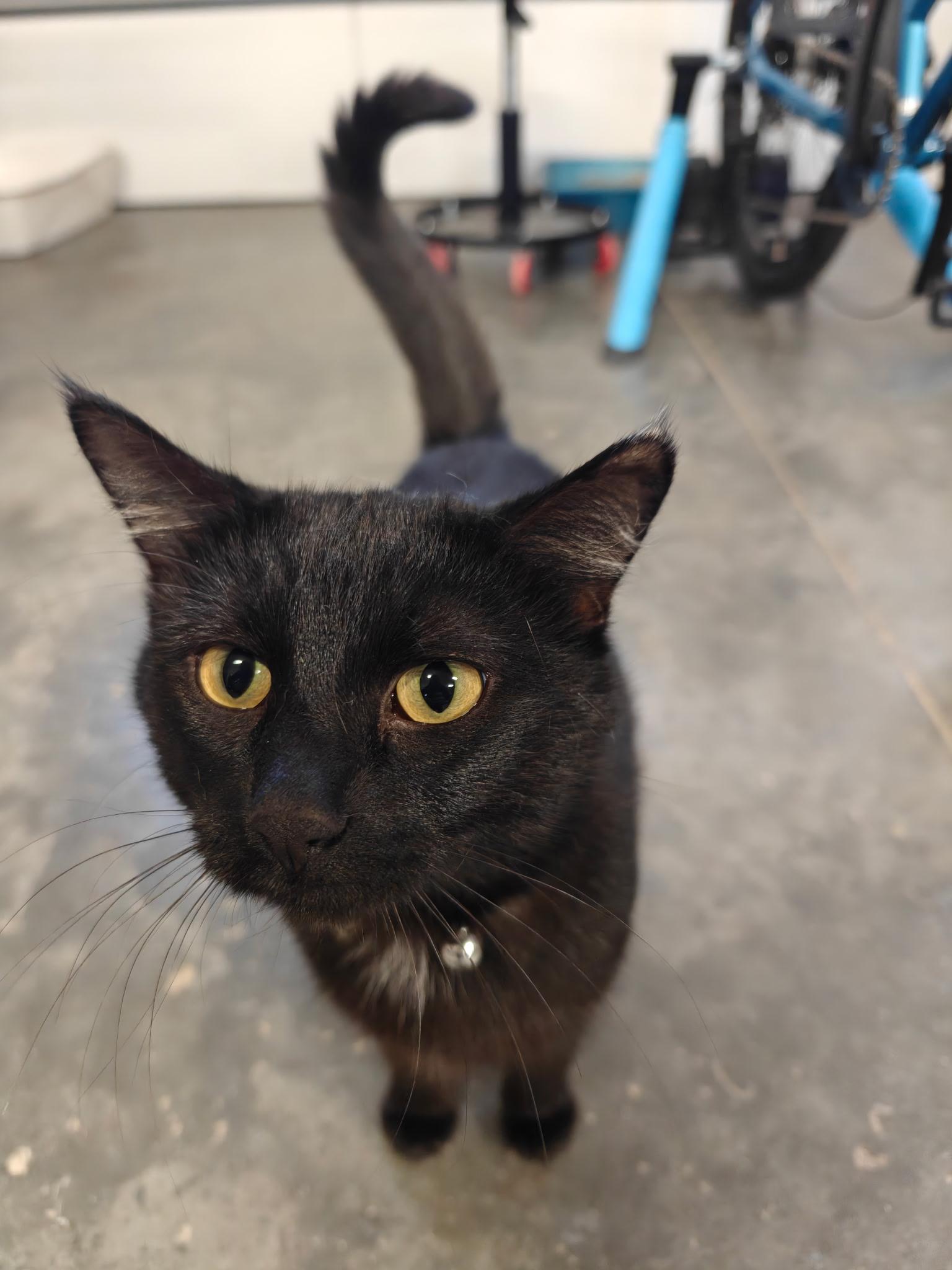 Enlarge Morgan, a Adoptable Domestic Short Hair in Boone, IA image 2/3