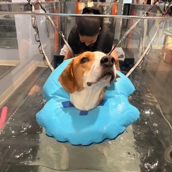 Todd, Adoptable, Senior Male Foxhound & Mixed Breed.