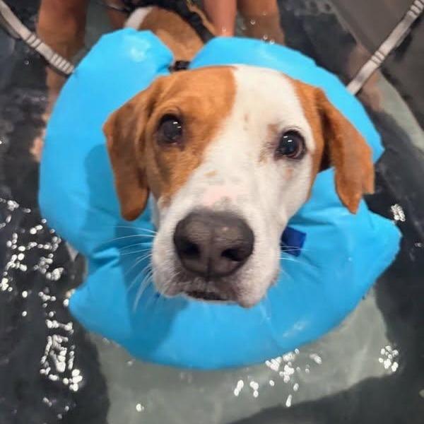 Enlarge Todd, a Adoptable mixed breed in Tampa, FL image 3/5