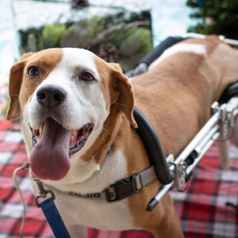 Enlarge Todd, a Adoptable mixed breed in Tampa, FL image 4/5
