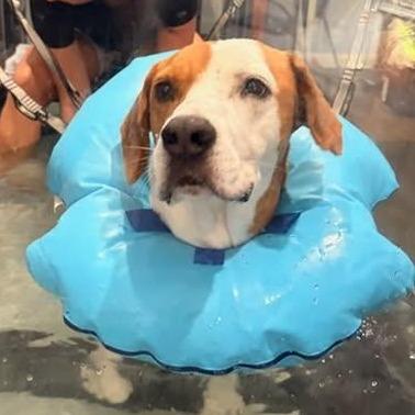 Enlarge Todd, a Adoptable mixed breed in Tampa, FL image 5/5