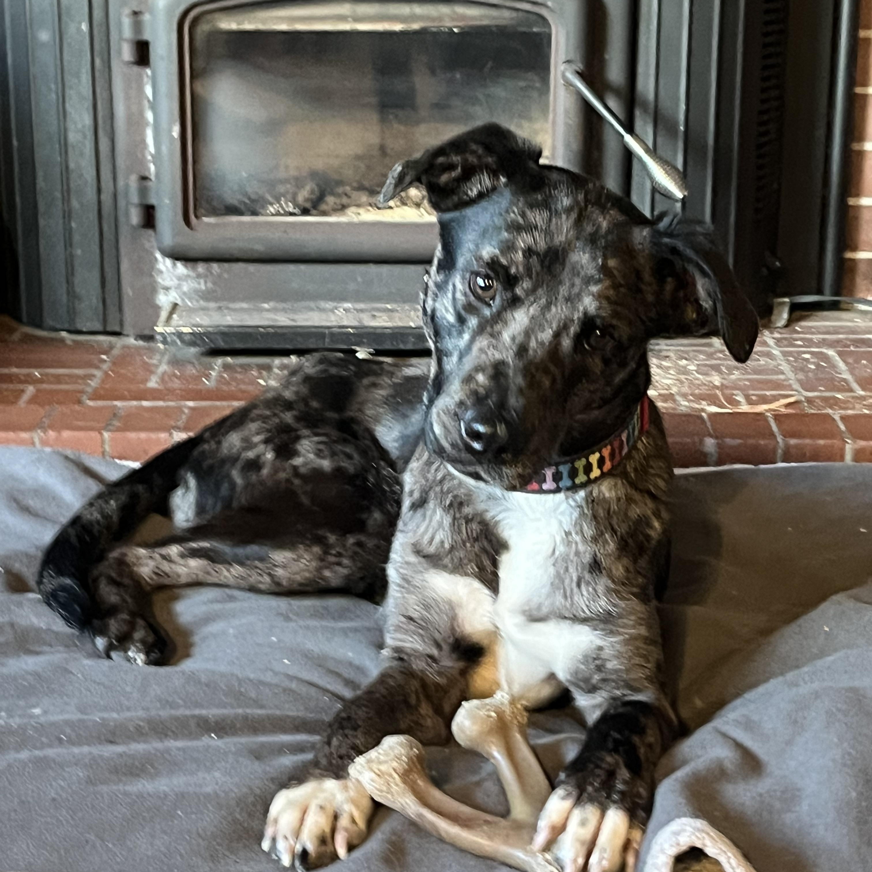 Forrest - Local Dec 19-21, a Adoptable mixed breed in Gresham, OR image 3/6