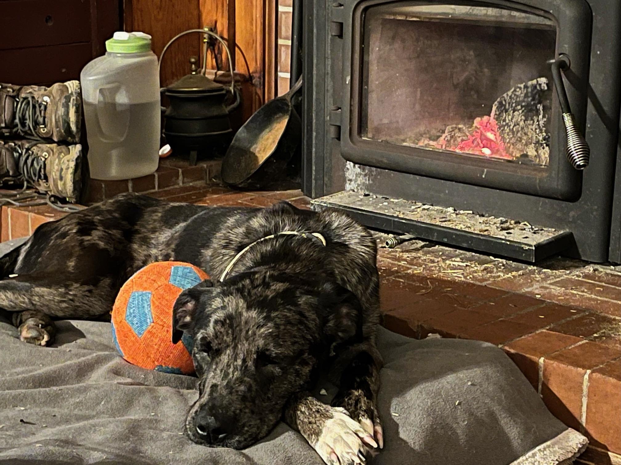 Forrest - Local Dec 19-21, a Adoptable mixed breed in Gresham, OR image 6/6