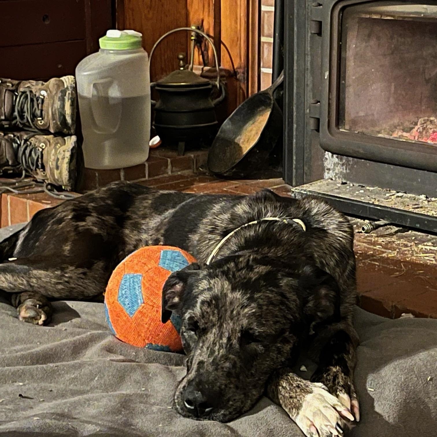 Enlarge Forrest - Local August 28-30, an adoptable mixed breed in Hillsboro, OR image 6/6