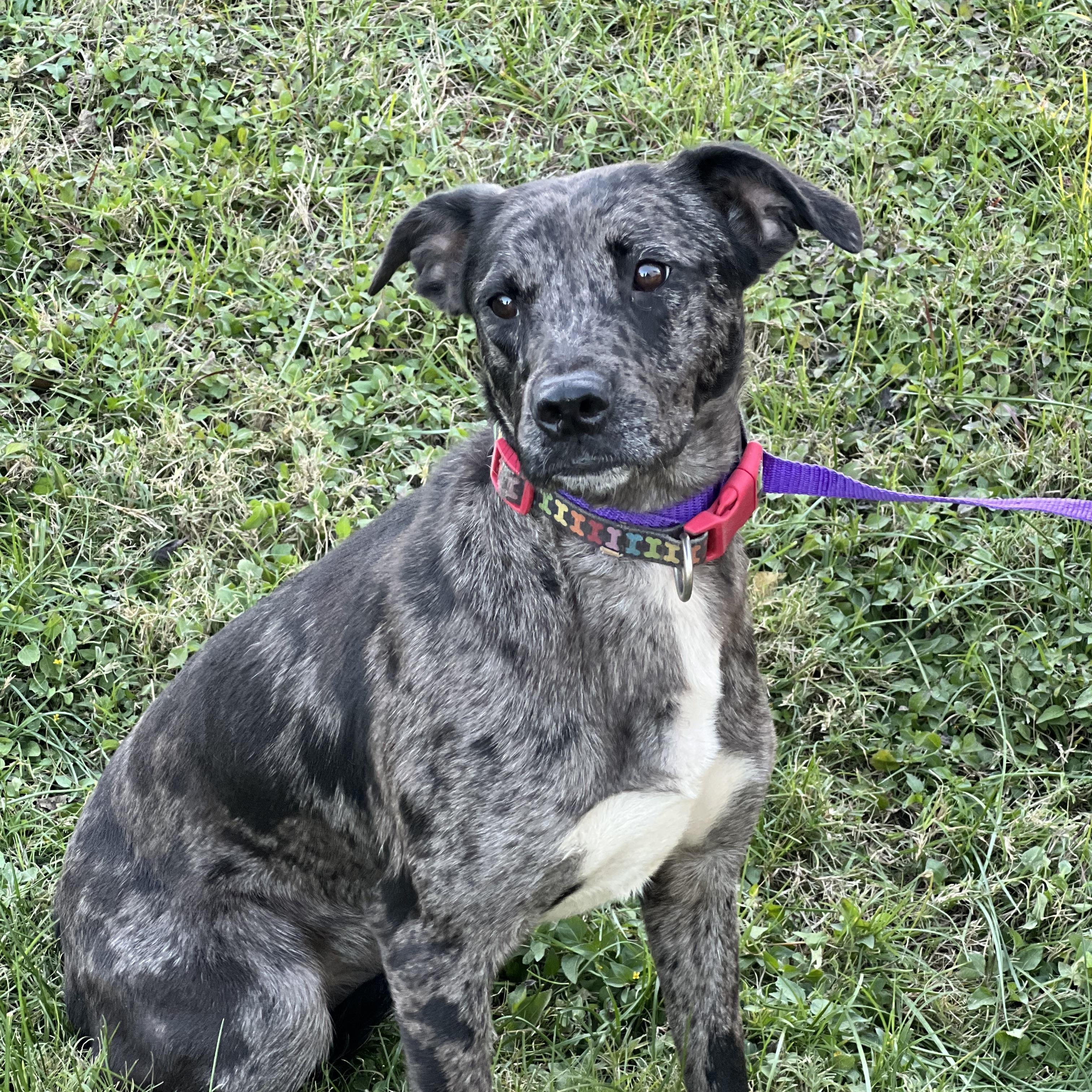 Forrest - Local Dec 19-21, a Adoptable mixed breed in Gresham, OR image 5/6