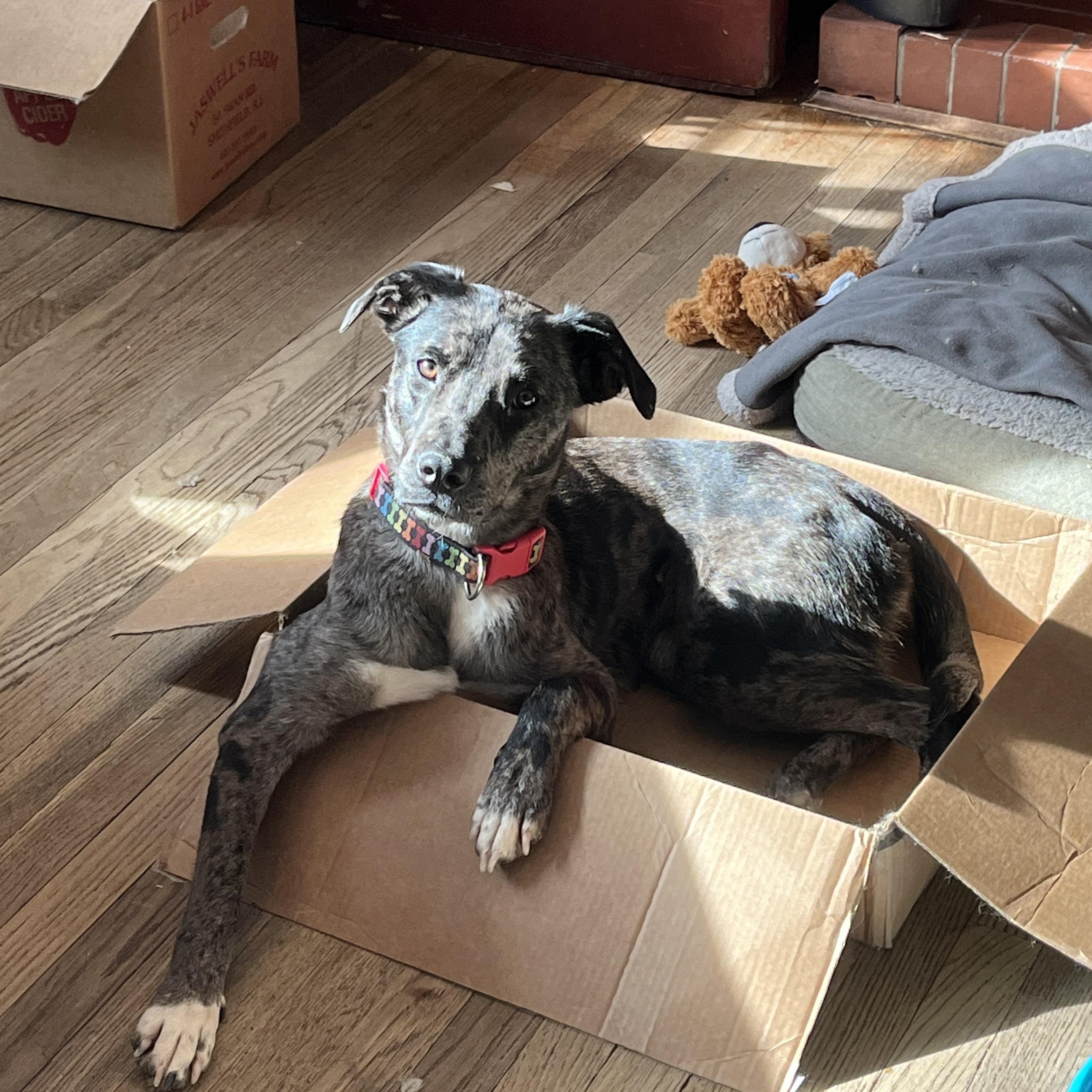 Forrest - Local Dec 19-21, a Adoptable mixed breed in Gresham, OR image 1/6