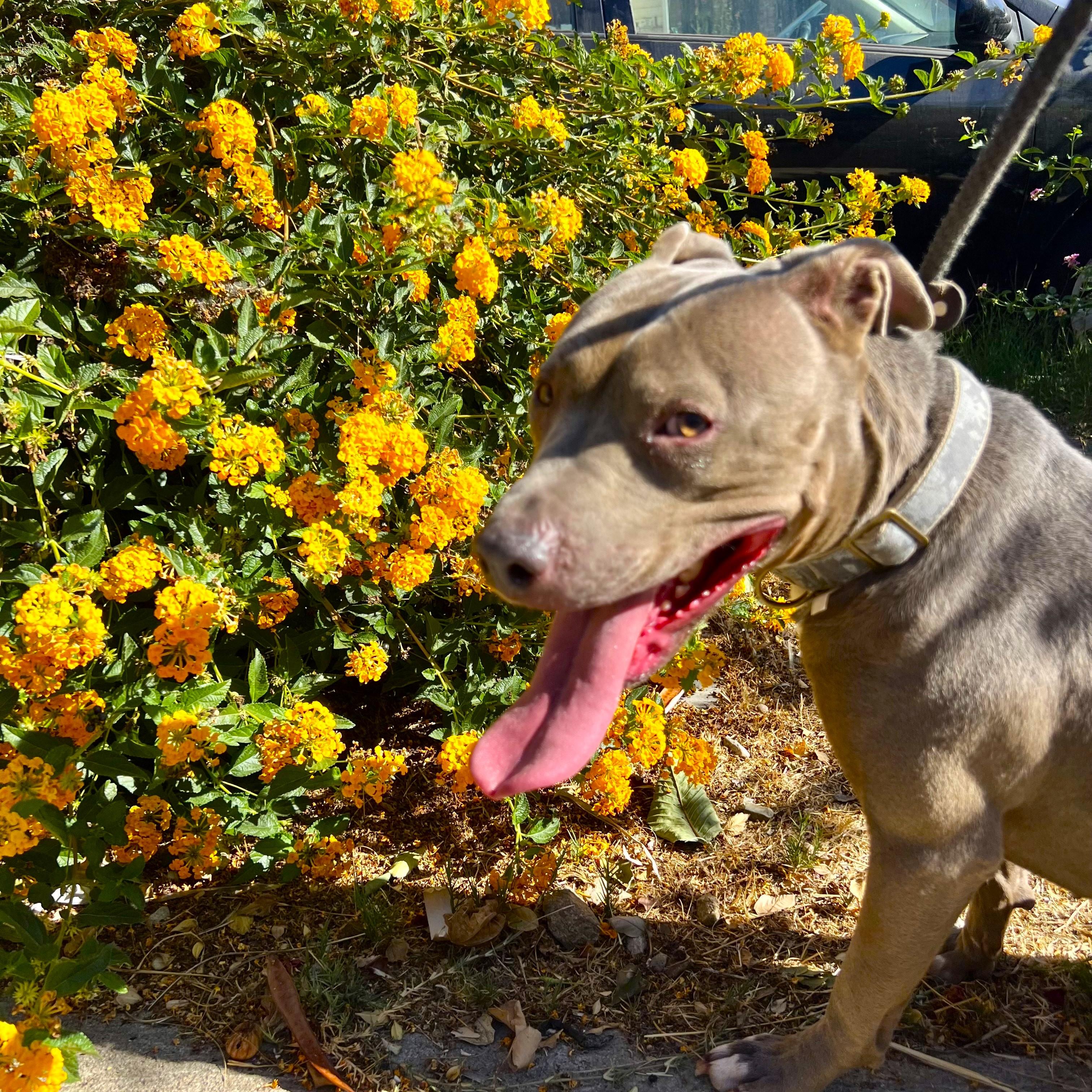 Ryder - so much love to give