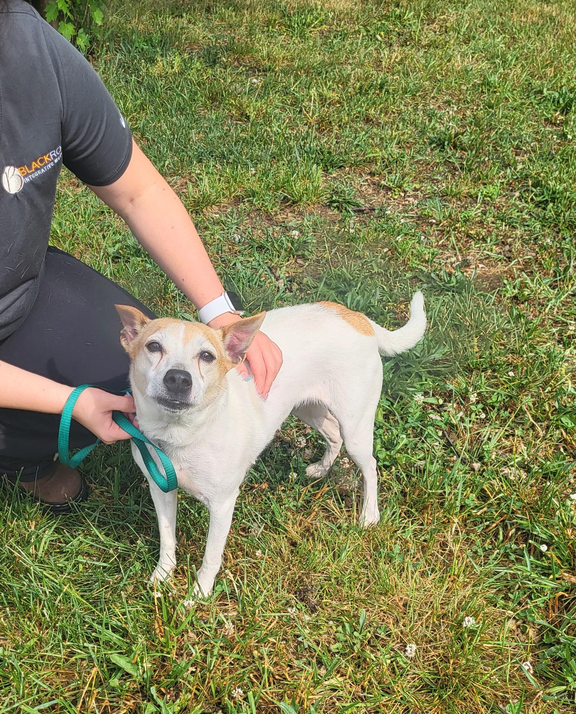 Enlarge Molly, an adopted mixed breed in Hagerstown, MD image 1/3