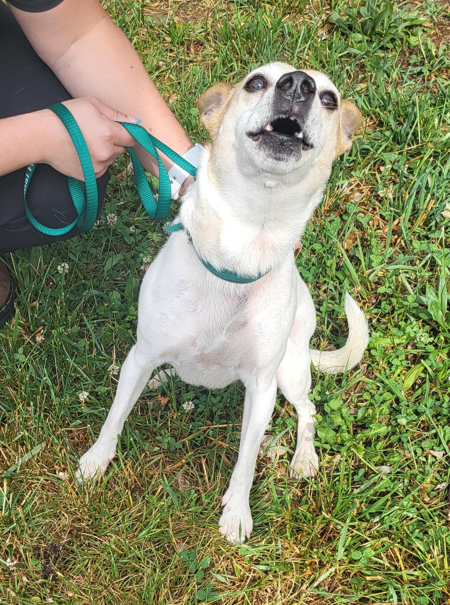 Enlarge Molly, an adopted mixed breed in Hagerstown, MD image 3/3