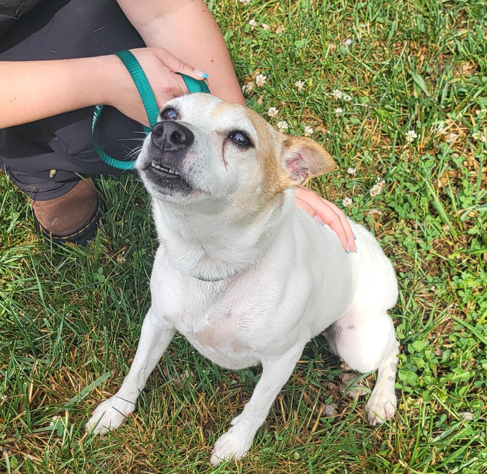 Enlarge Molly, an adopted mixed breed in Hagerstown, MD image 2/3