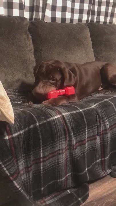 Enlarge Kopi, a Adopted mixed breed in Chesapeake, VA video 4/7