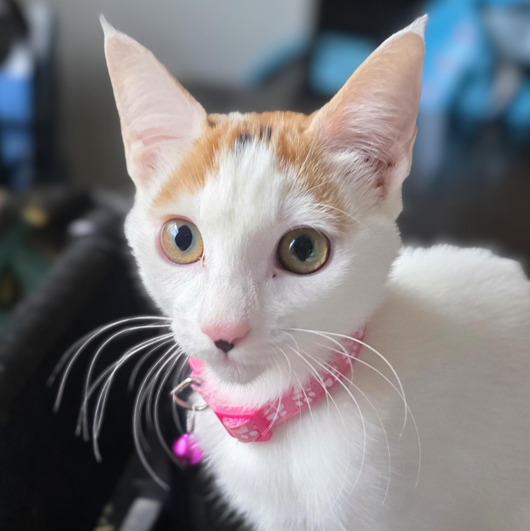 Enlarge Skittles, a Adoptable American Shorthair in Baldwin, MD image 2/5