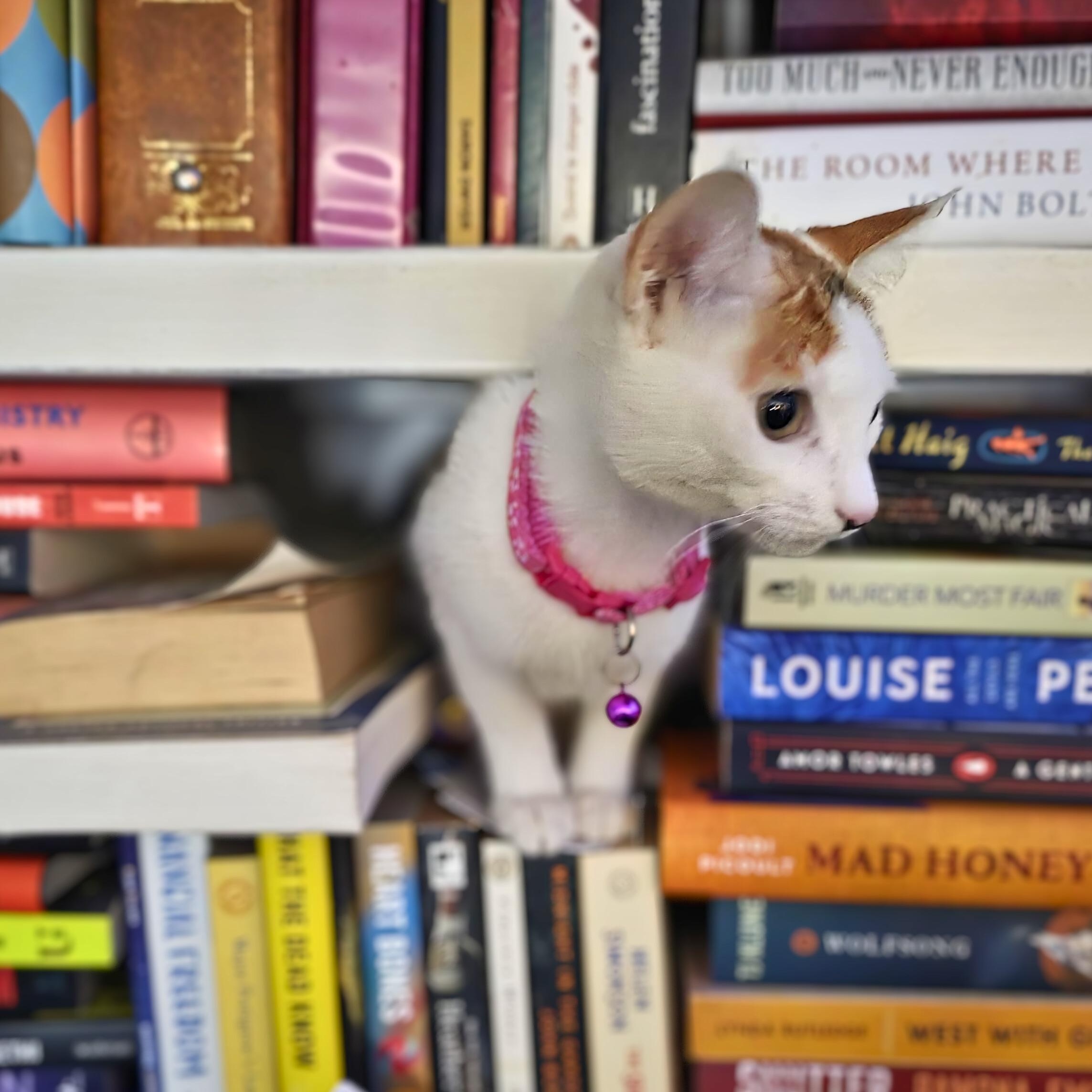 Enlarge Skittles, a Adoptable American Shorthair in Baldwin, MD image 5/5