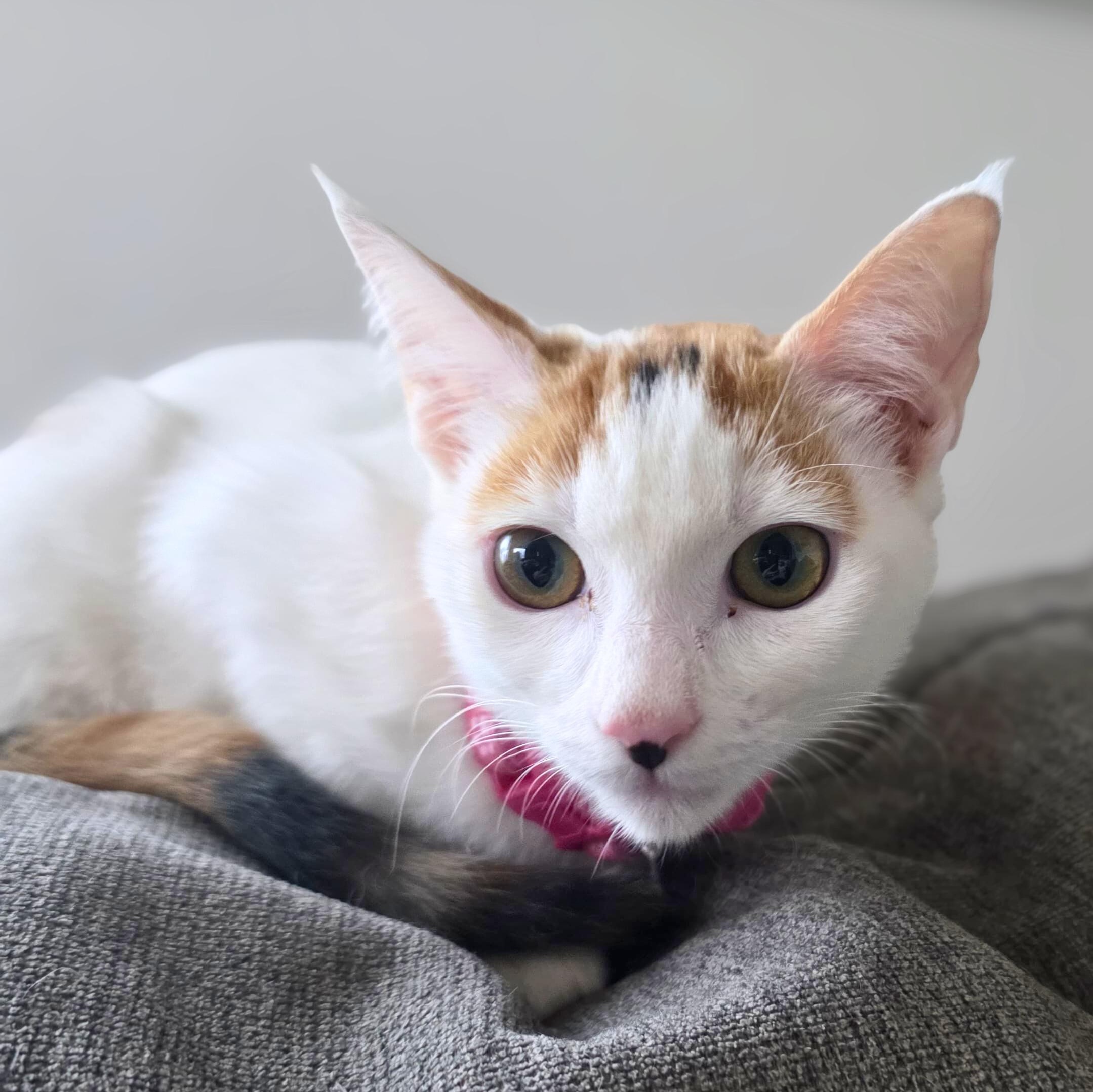 Enlarge Skittles, a Adoptable American Shorthair in Baldwin, MD image 3/5