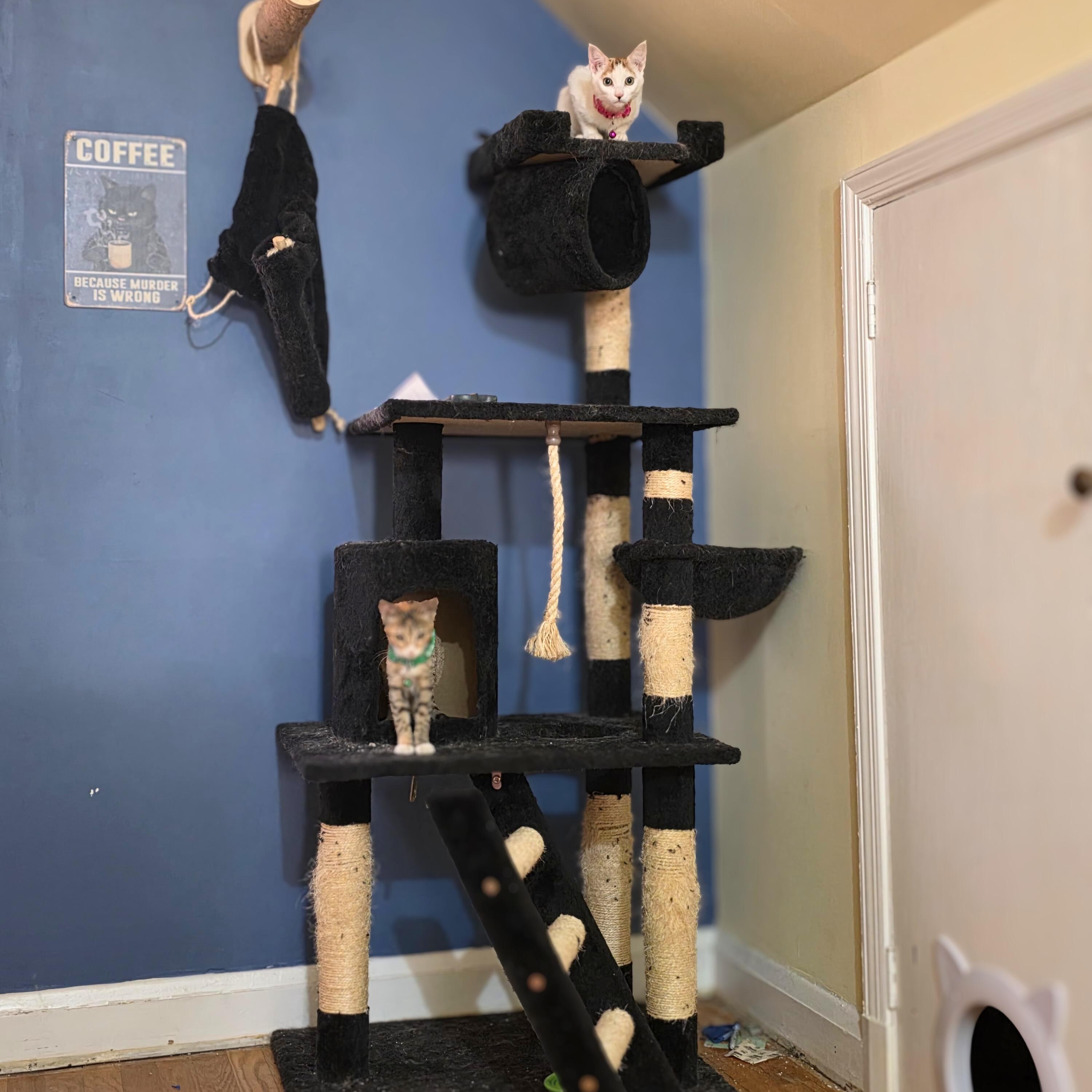 Enlarge Skittles, a Adoptable American Shorthair in Baldwin, MD image 4/5