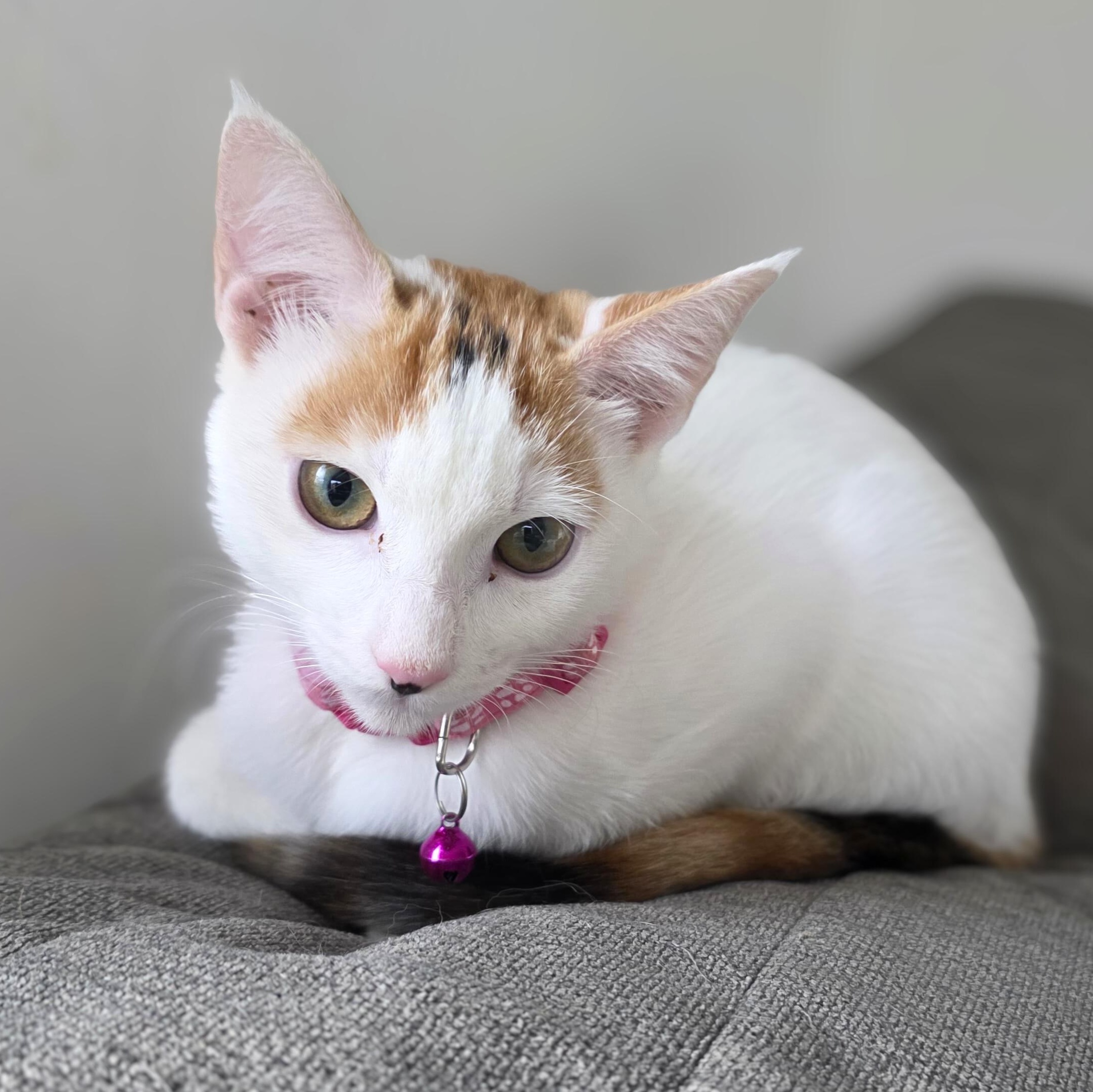 Skittles, Adoptable, Kitten Female American Shorthair.