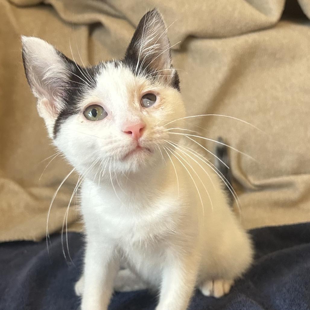 Tommy Pickles, Adoptable, Kitten Male Domestic Short Hair.