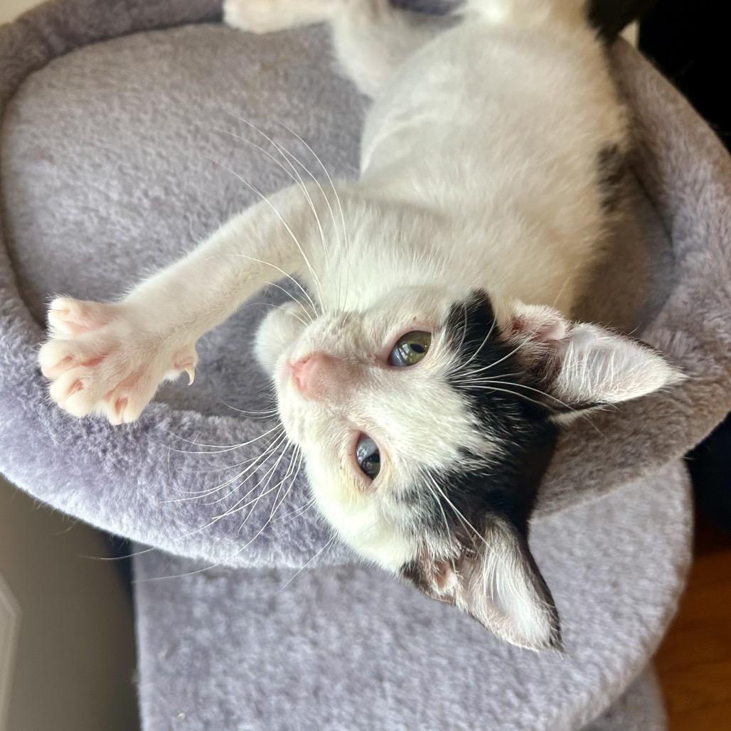 Enlarge Tommy Pickles, a Adoptable Domestic Short Hair in Philadelphia, PA image 2/3