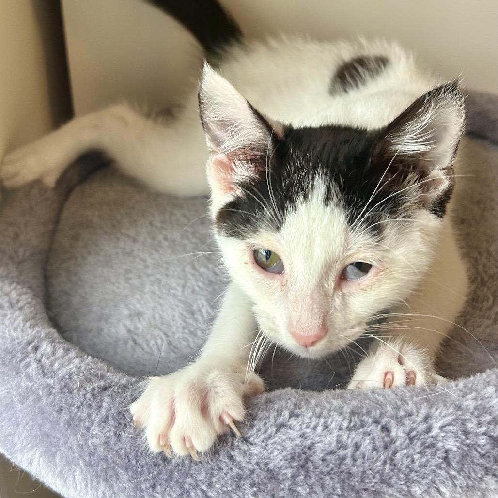 Enlarge Tommy Pickles, a Adoptable Domestic Short Hair in Philadelphia, PA image 3/3