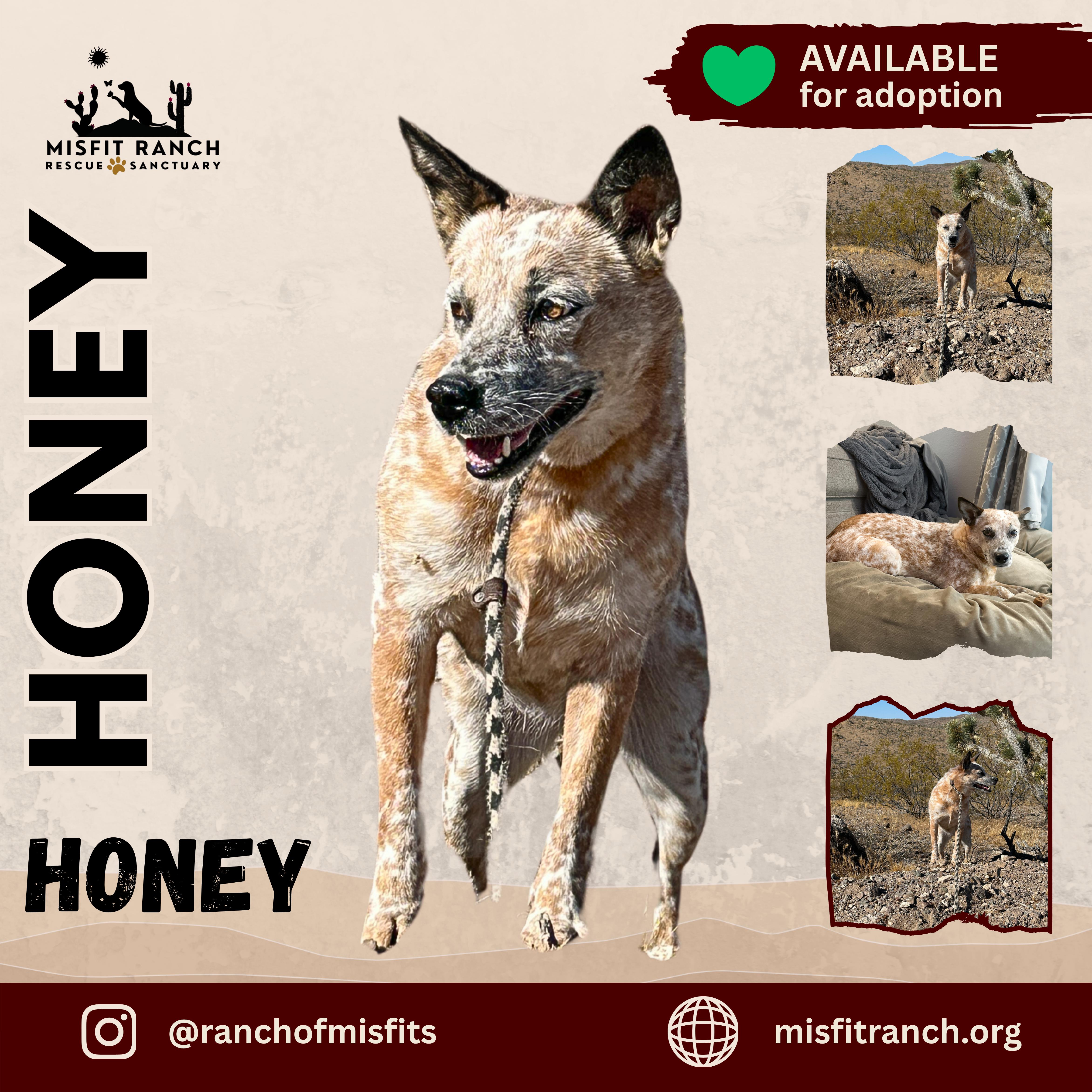 Enlarge Honey, a Adoptable Cattle Dog in Las Vegas, NV image 2/3