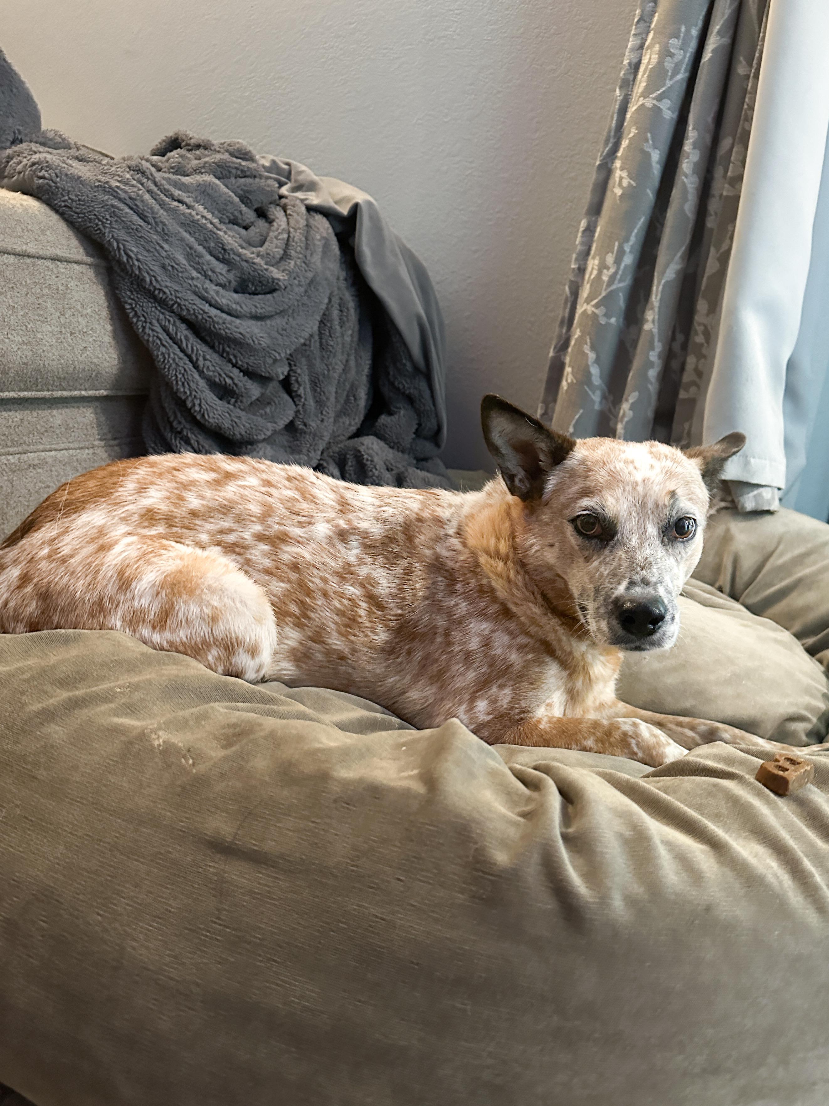 Enlarge Honey, a Adoptable Cattle Dog in Las Vegas, NV image 3/3