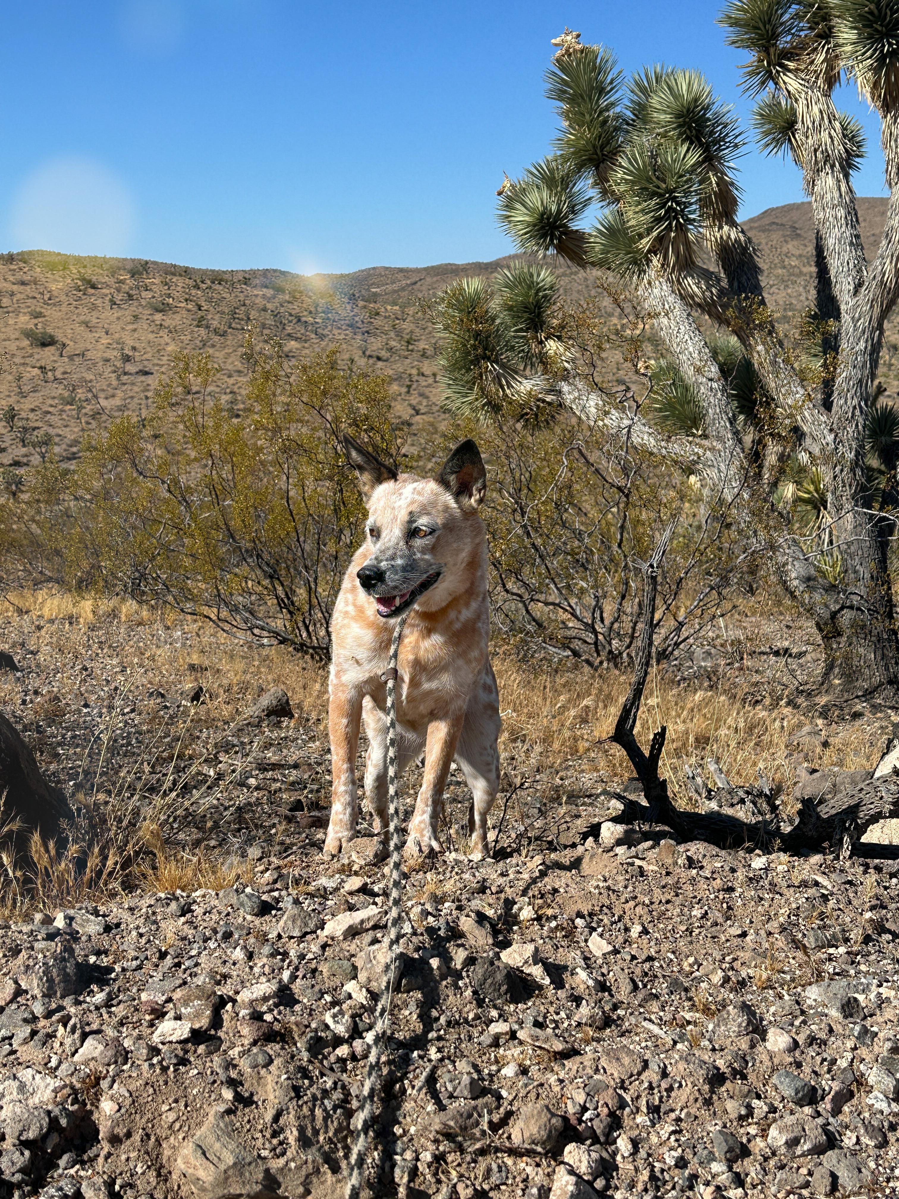 Enlarge Honey, a Adoptable Cattle Dog in Las Vegas, NV image 1/3