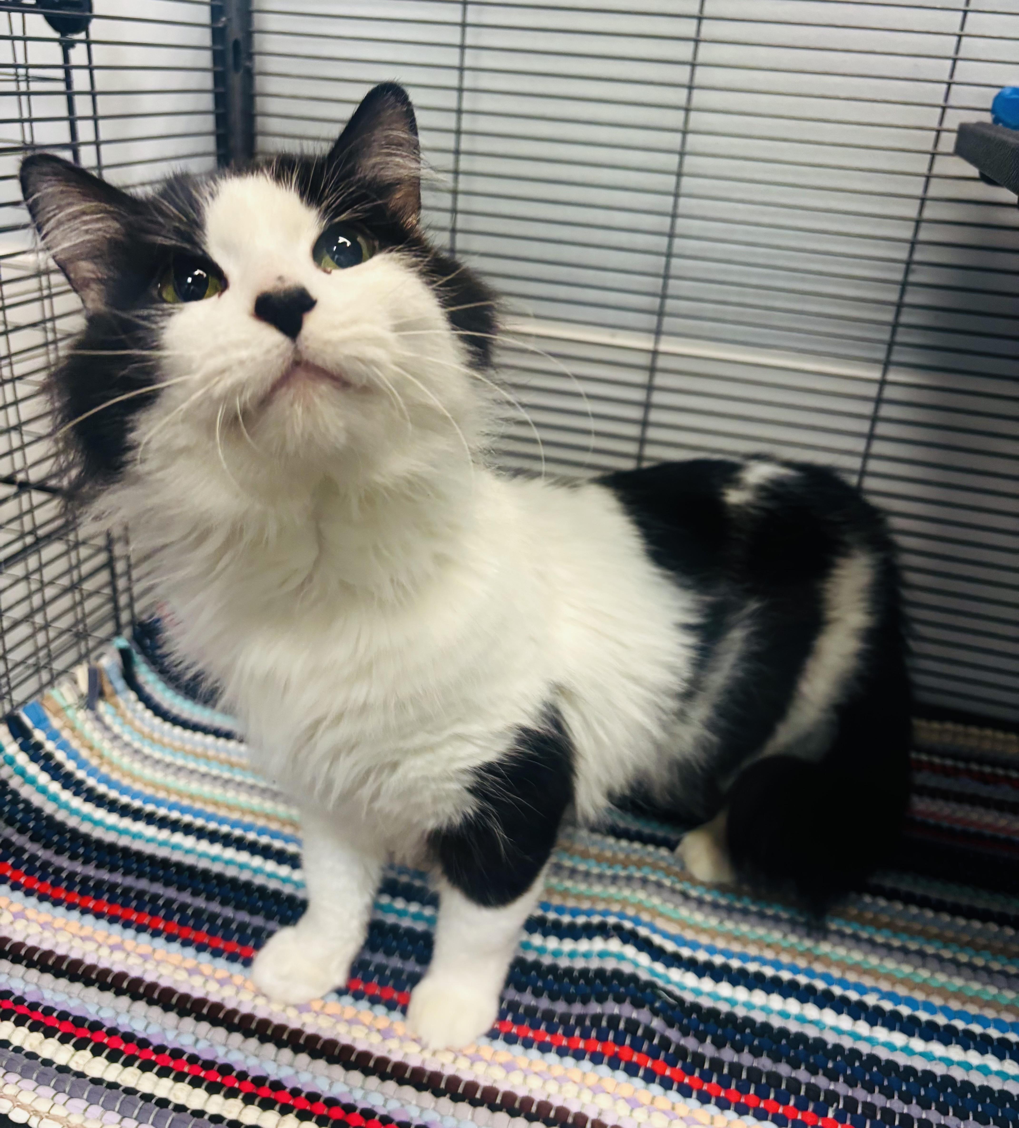 Kitty, adopted, Adult Female Domestic Long Hair.