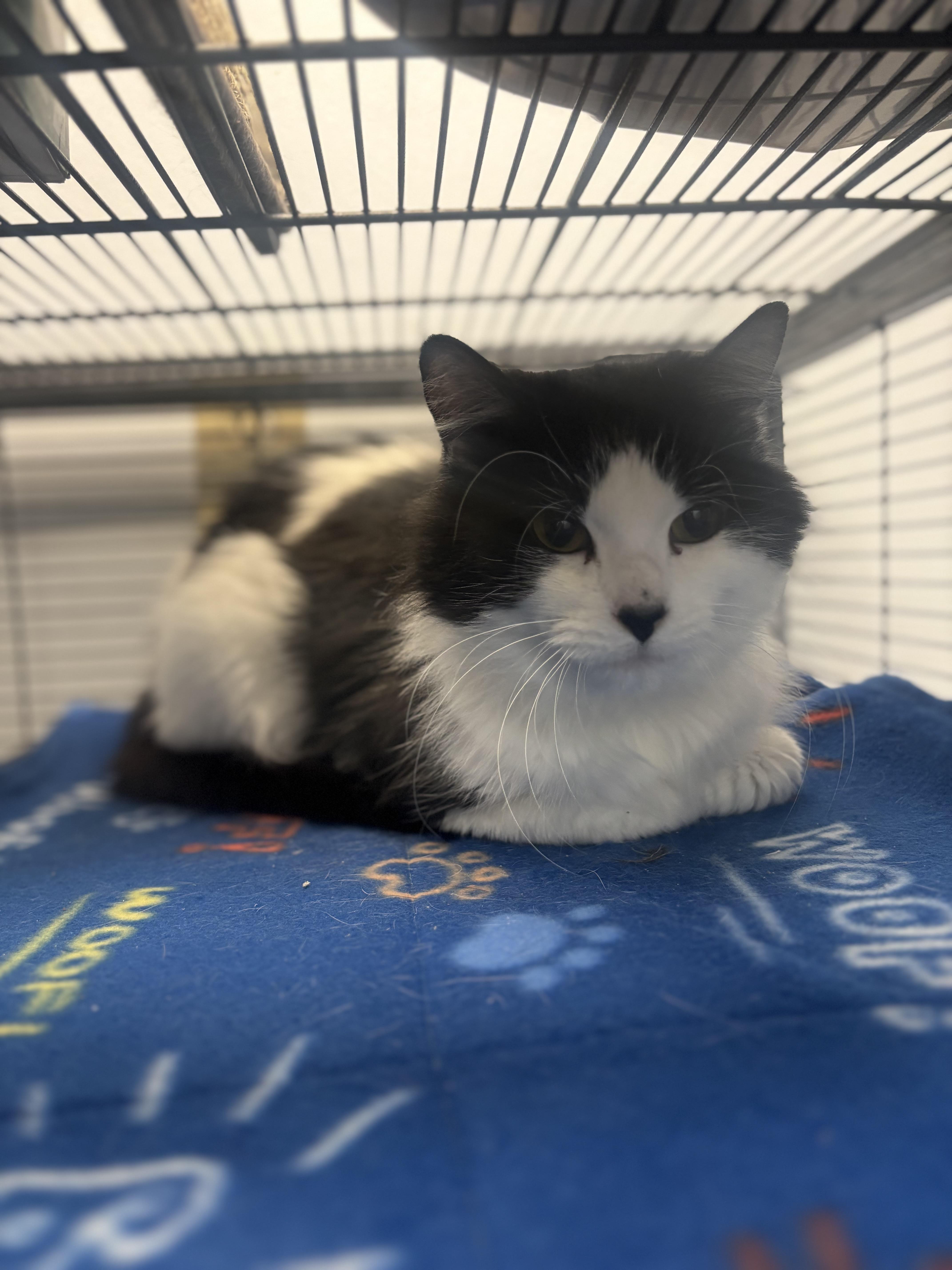 Kitty, an adopted mixed breed in Council Bluffs, IA image 2/2