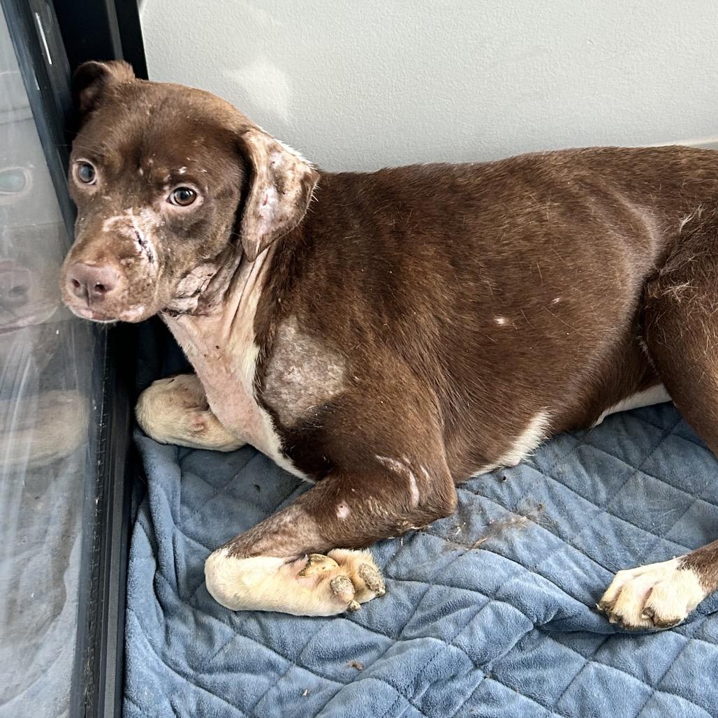Esperanza, Adoptable, Adult Female Mixed Breed.